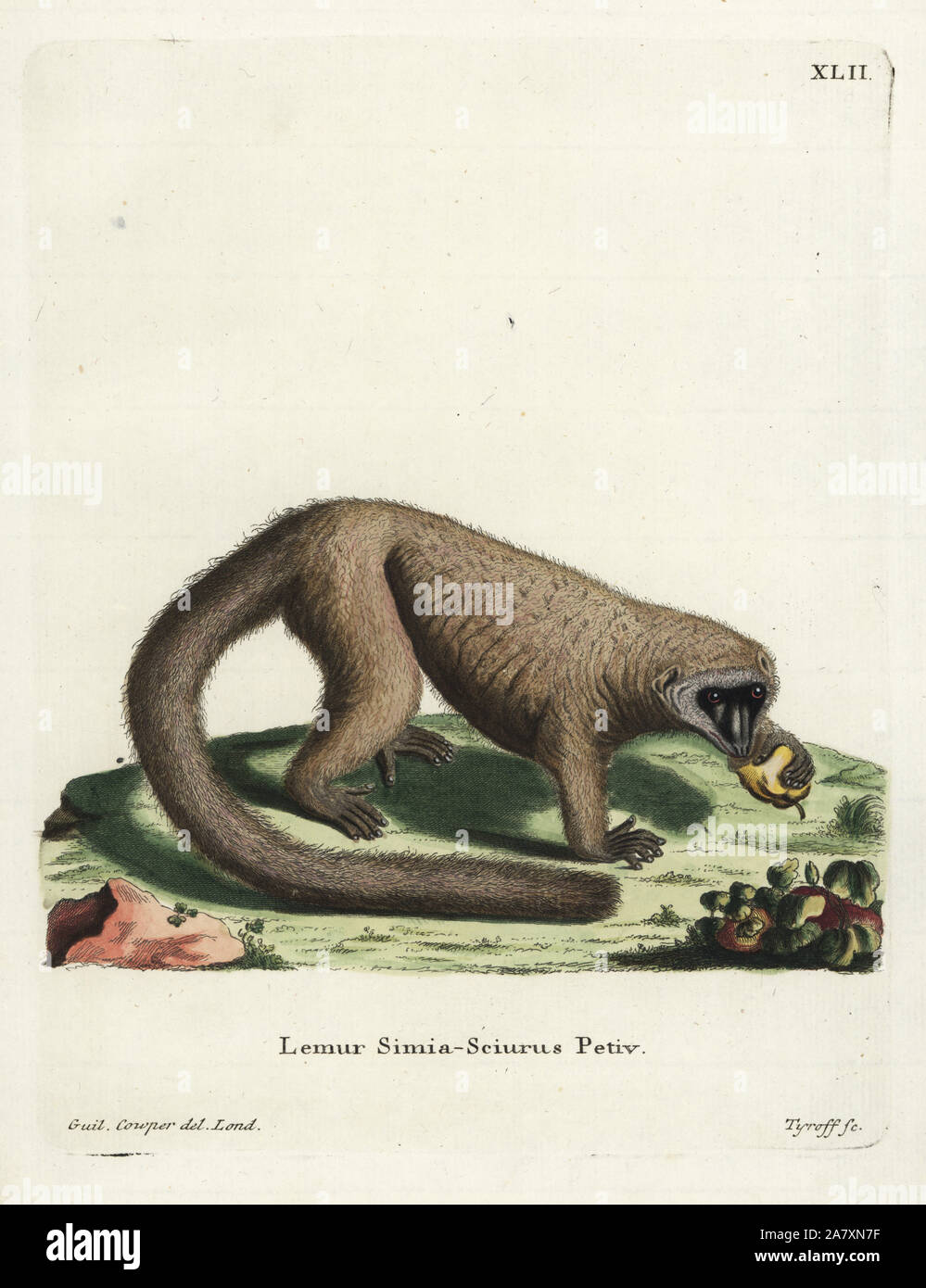 Mangouste Eulemur mongoz, lémuriens. Critique d'extinction. (Lemur simia-sciurus. Petiv) Illustration par William Cowper de Londres, gravé par H.I. Tyroff. Coloriée à la gravure sur cuivre de Johann Christian Daniel Schreber's Illustrations d'animaux après la Nature, ou de Schreber animaux fantastiques, Erlangen, Allemagne, 1775. Banque D'Images