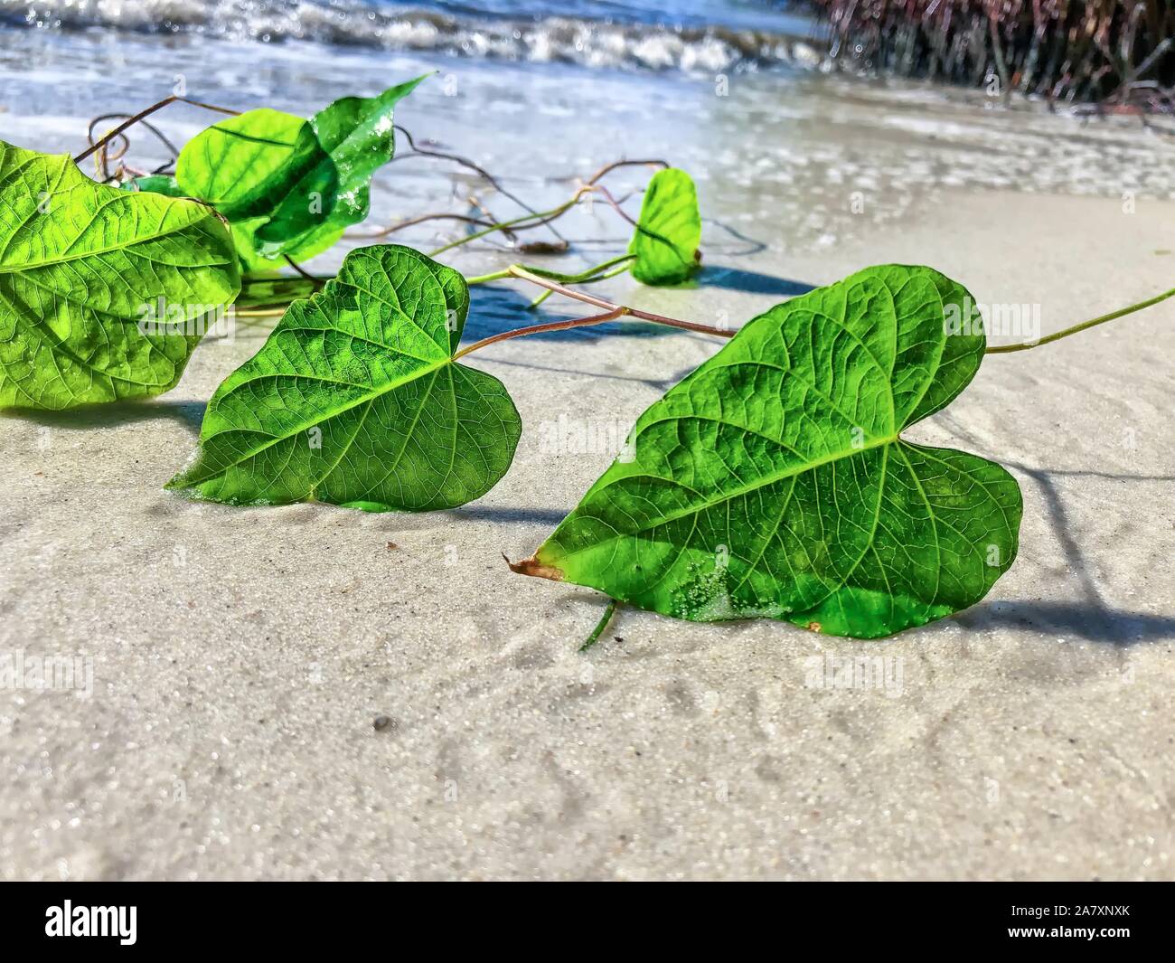 Feuilles en forme de coeur sur Jupiter Island Beach, Floride Banque D'Images