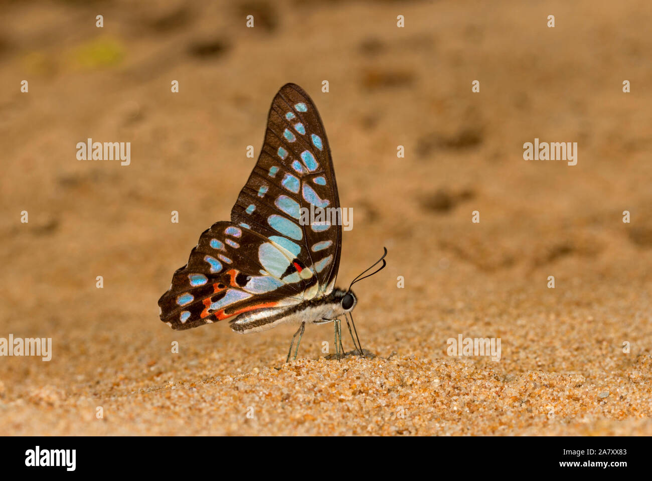 Graphium doson, Jay commun, Papillon Garo Hills, Meghalaya, en Inde Banque D'Images