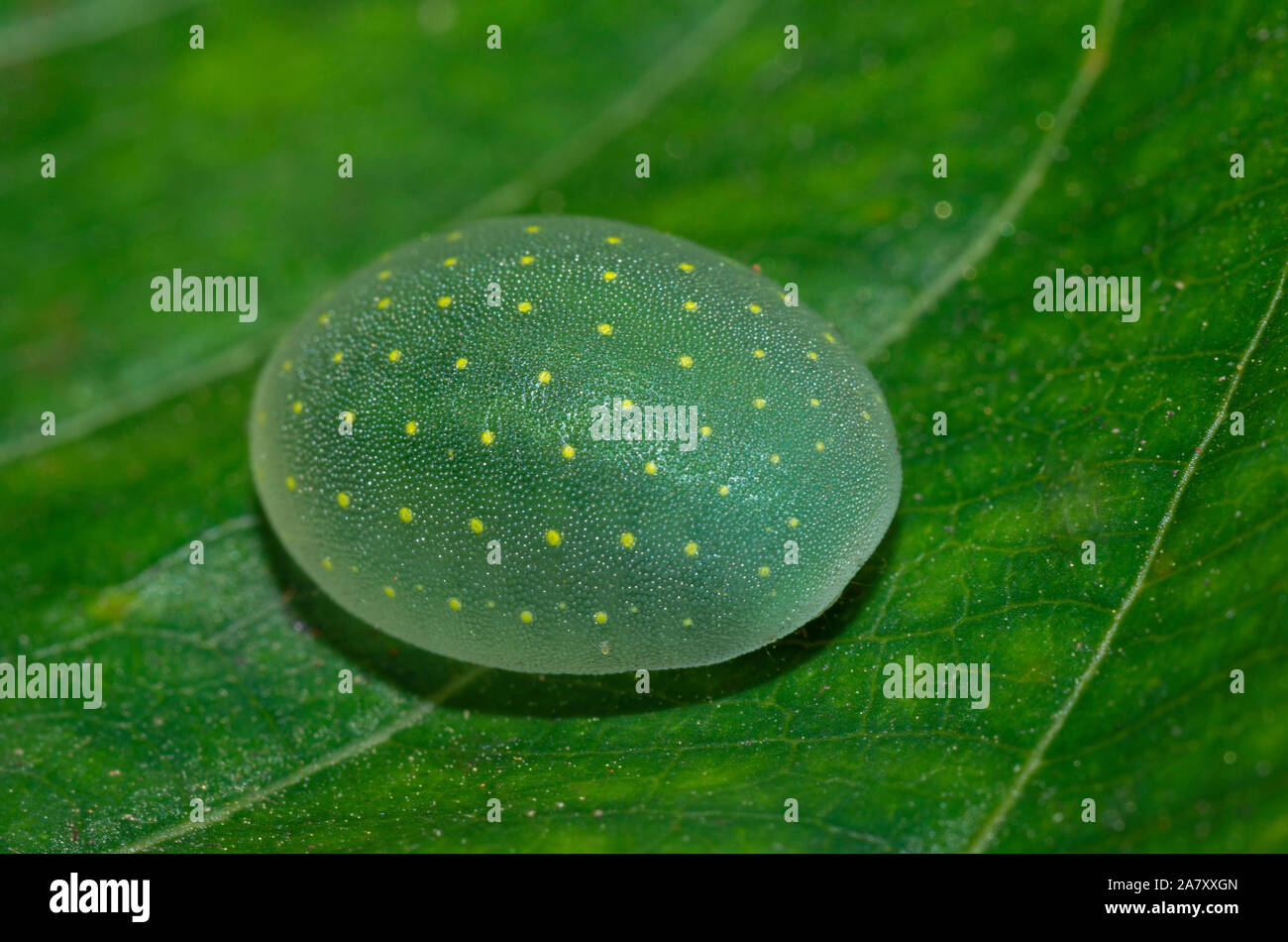 Limacodid Slug Caterpillar, Thane, Maharashtra, Inde Banque D'Images
