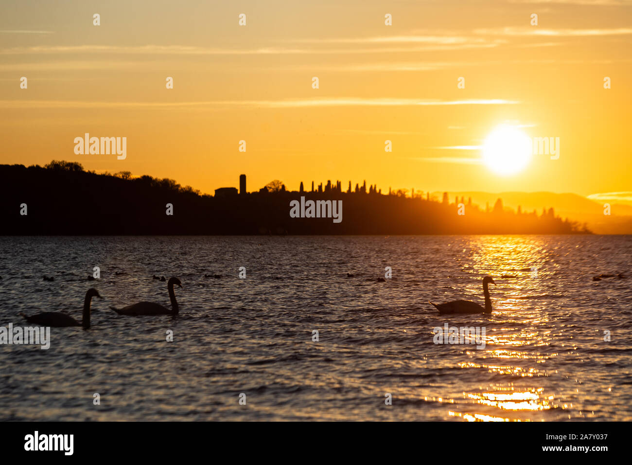 Un groupe de cygnes sur le lac Trasimeno (Ombrie, Italie) au coucher du soleil, avec une réflexion sur l'eau Banque D'Images