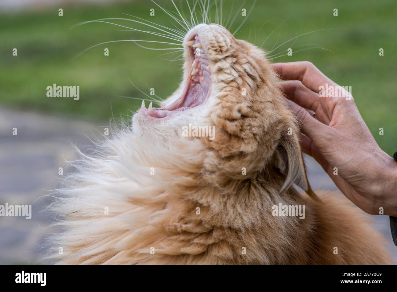 Woman petting une belle branche de ginger cat avec la bouche ouverte, à l'extérieur Banque D'Images