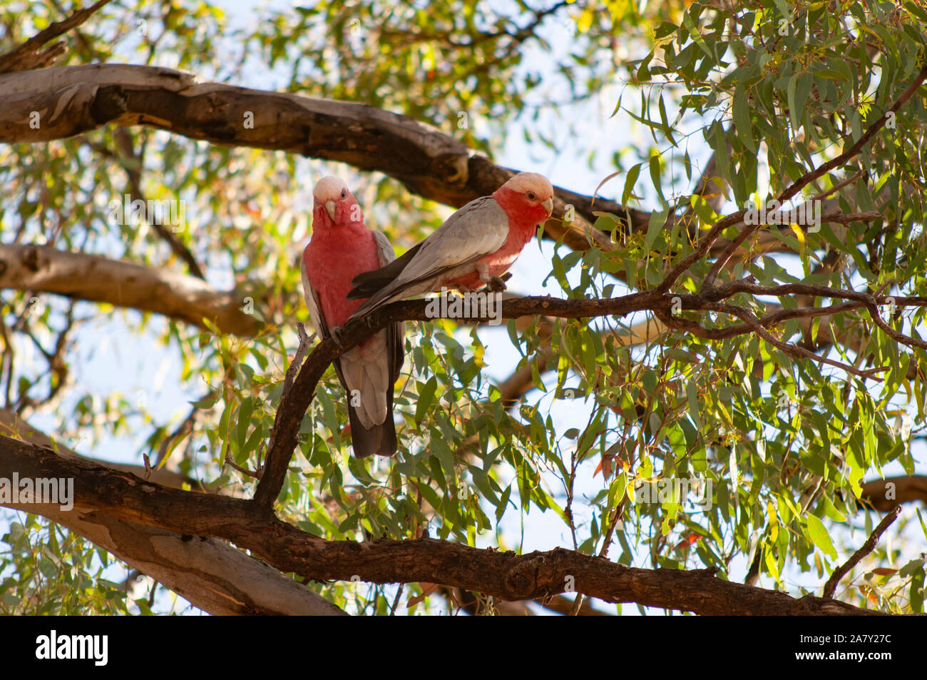 (Eolophus roseicapilla galahs,) Banque D'Images