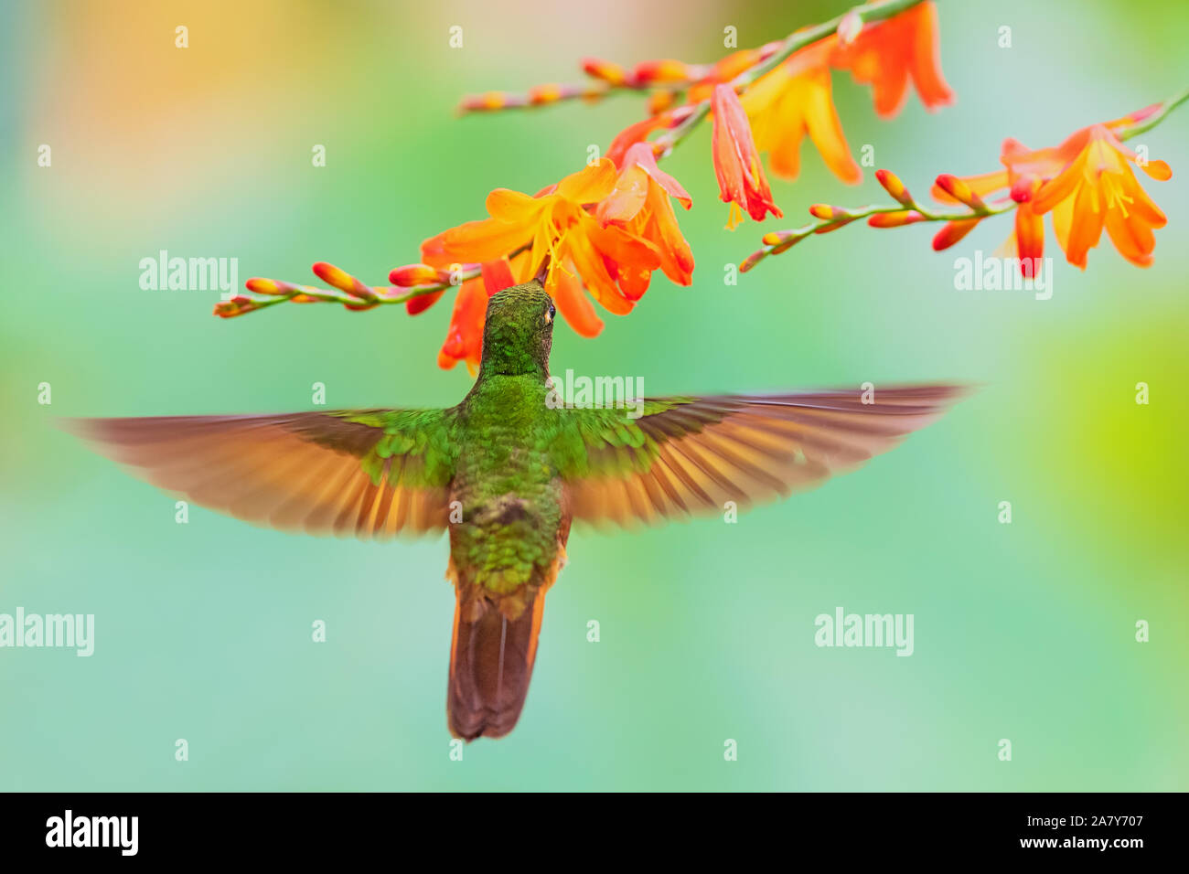 Colibri de Matthews - Boissonneaua matthewsii, belles pentes andines de colibris aux couleurs de l'Amérique du Sud, l'Équateur. Banque D'Images