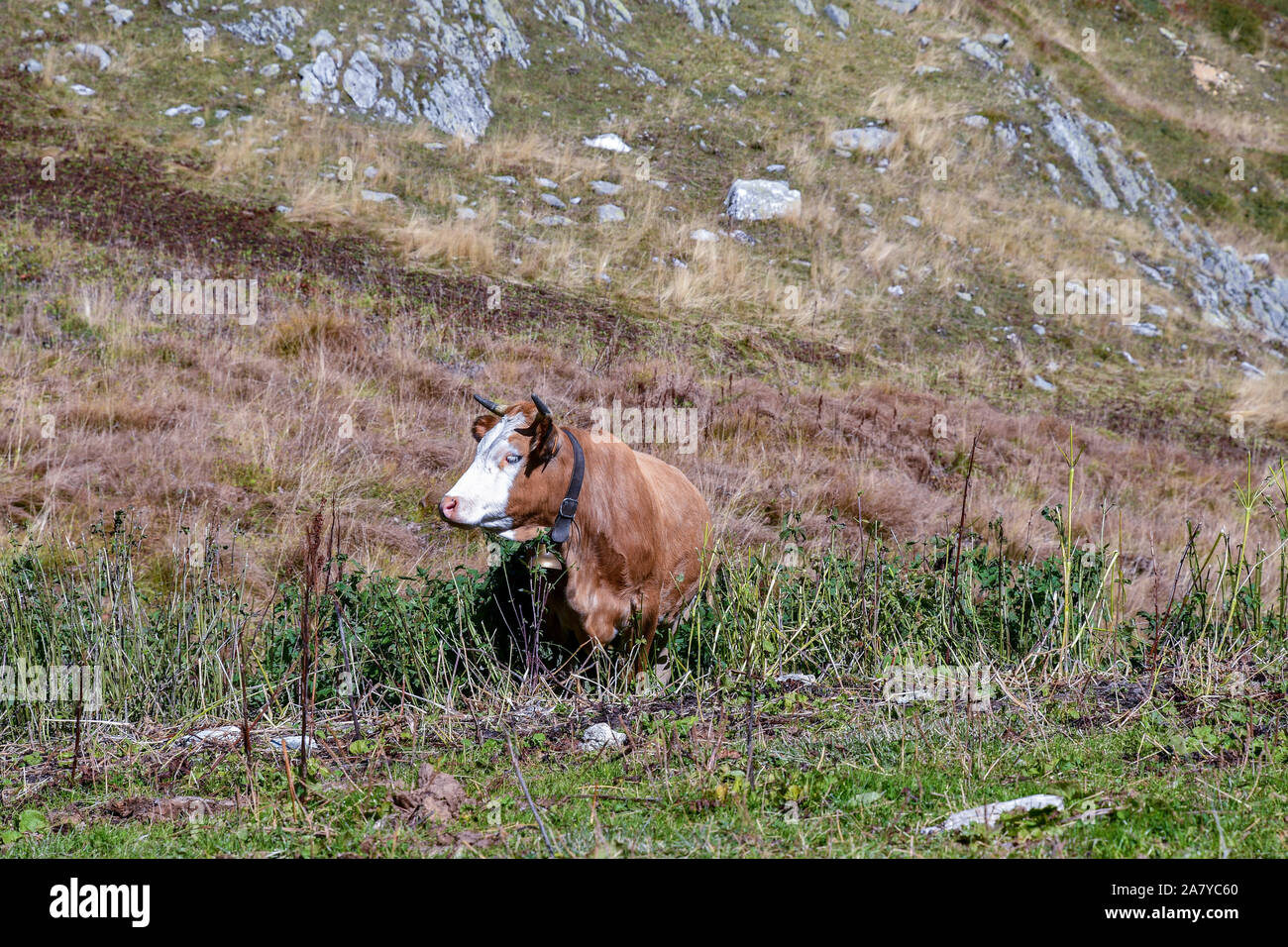 Une vache se reposant dans un pâturage de la Colle Fauniera dans le col de montagne Alpes Cottiennes du Piémont à la fin de l'été, le Castelmagno, Val Grana, Cuneo, Italie Banque D'Images