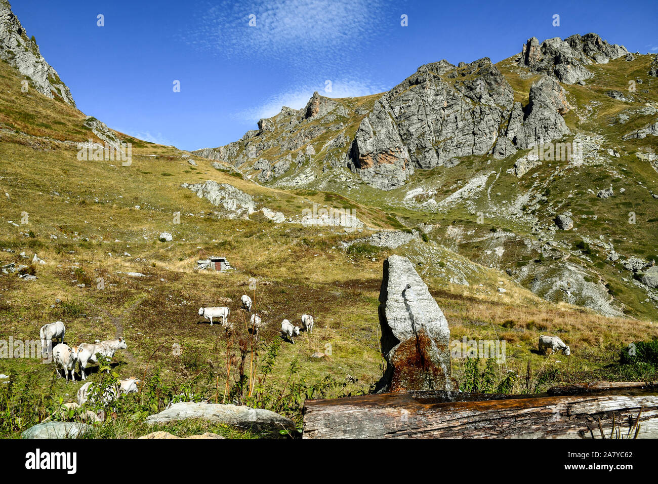 Un ancien abreuvoir en pierre avec un troupeau de vaches qui paissent dans un pâturage dans les Alpes Cottiennes, à la fin de l'été, le Castelmagno, Colle Fauniera, Piémont, Italie Banque D'Images