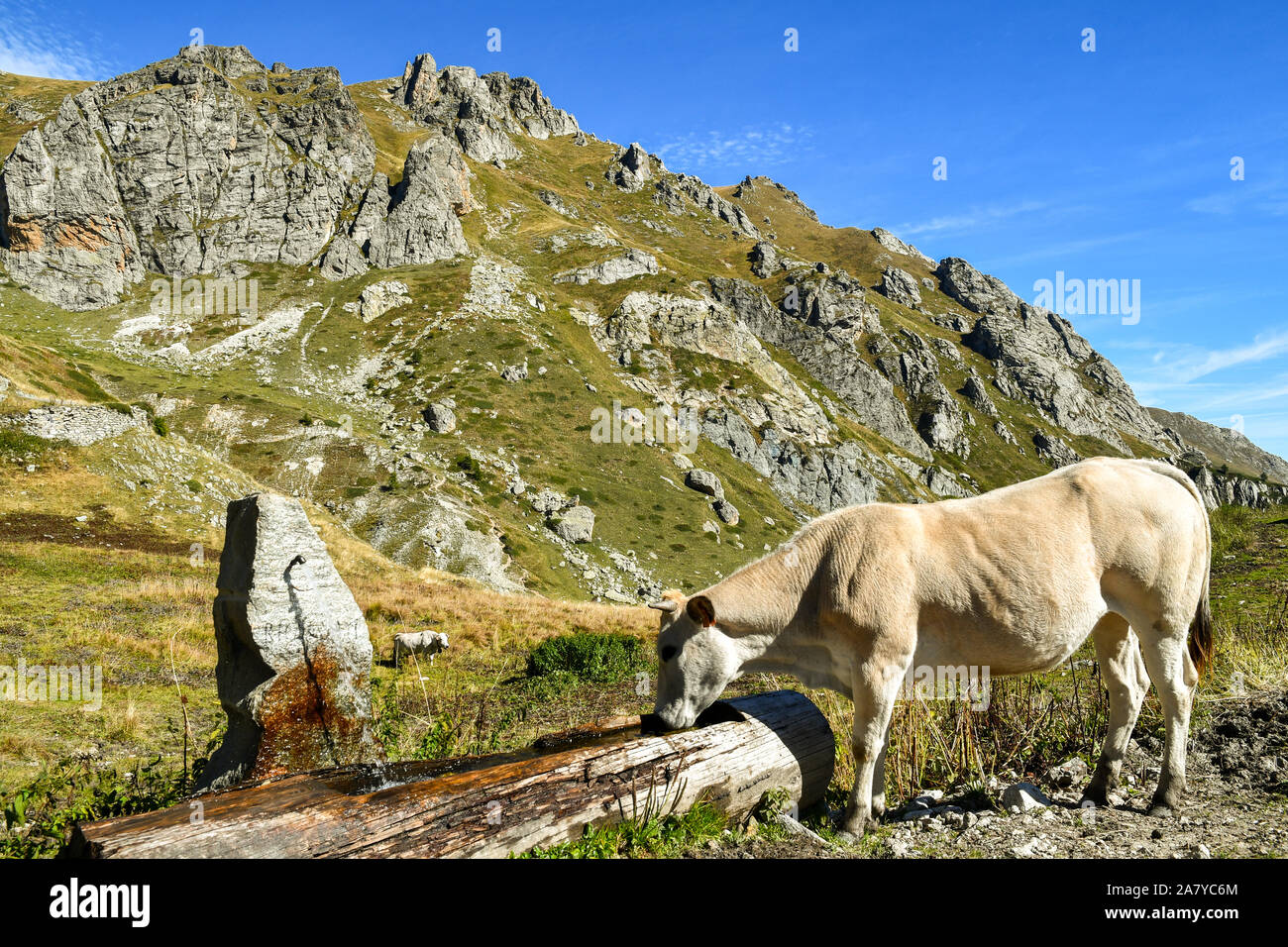Une vache de l'eau potable dans un creux du piémont des Alpes Cottiennes dans une journée ensoleillée, Colle Fauniera, le Castelmagno, Val Grana, Piémont, Italie Banque D'Images