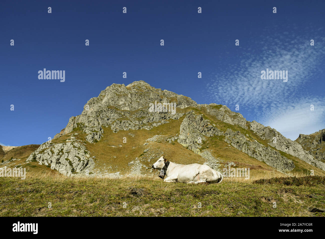 Une vache se reposant dans un pâturage des Alpes Cotiennes suivant pour Colle Fauniera col de montagne à la fin de l'été, le Castelmagno, Val Grana, Coni, Piémont, Italie Banque D'Images