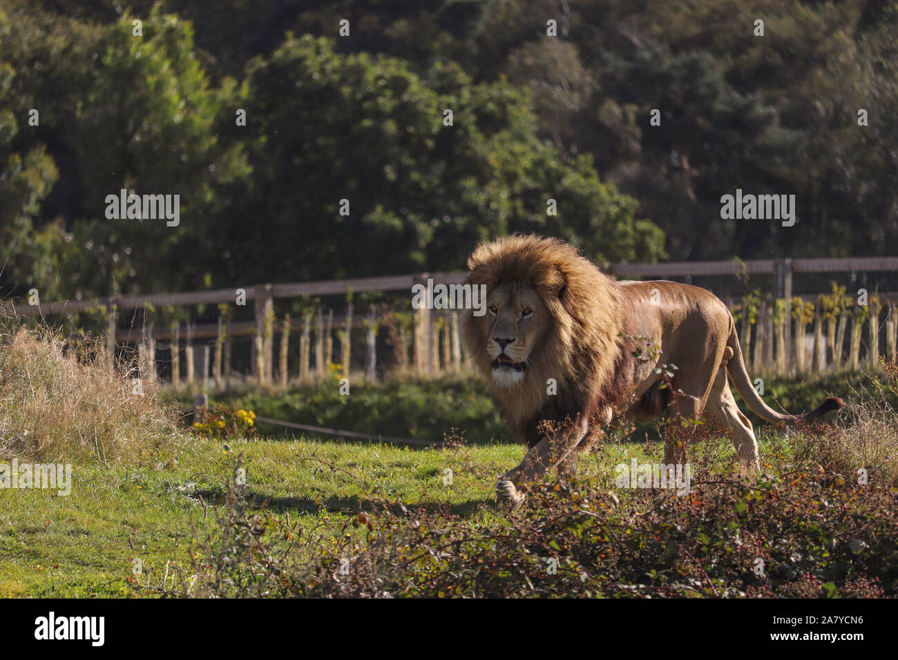 L'Afrique de l'homme lion, Simba (Panthera leo) Banque D'Images