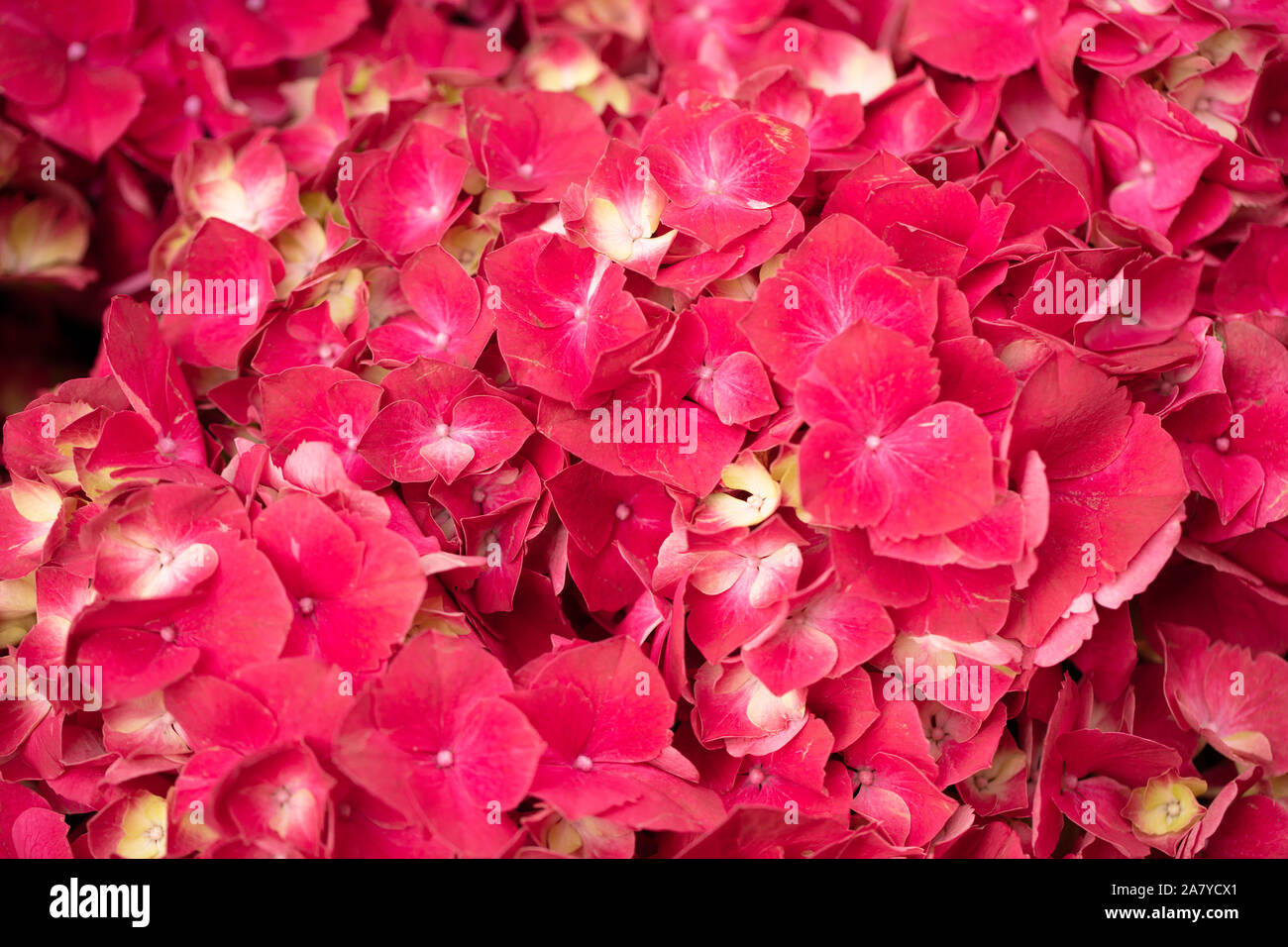 Hydrangea Display Uk Stock Photos Hydrangea Display Uk Stock