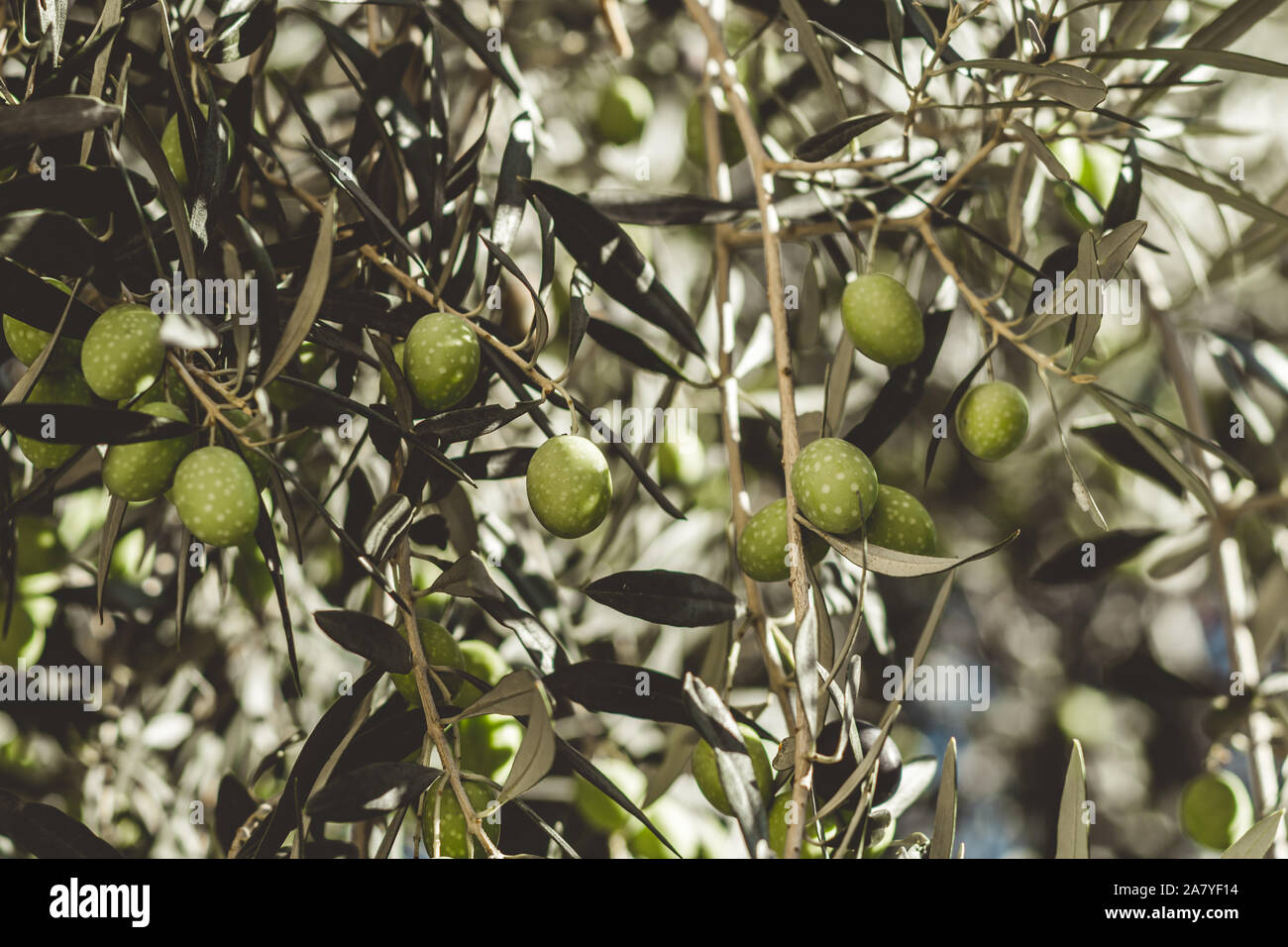 Olives vertes mûres sur l'arbre. Banque D'Images Olives vertes mûres sur l'arbre. Banque D'Images
