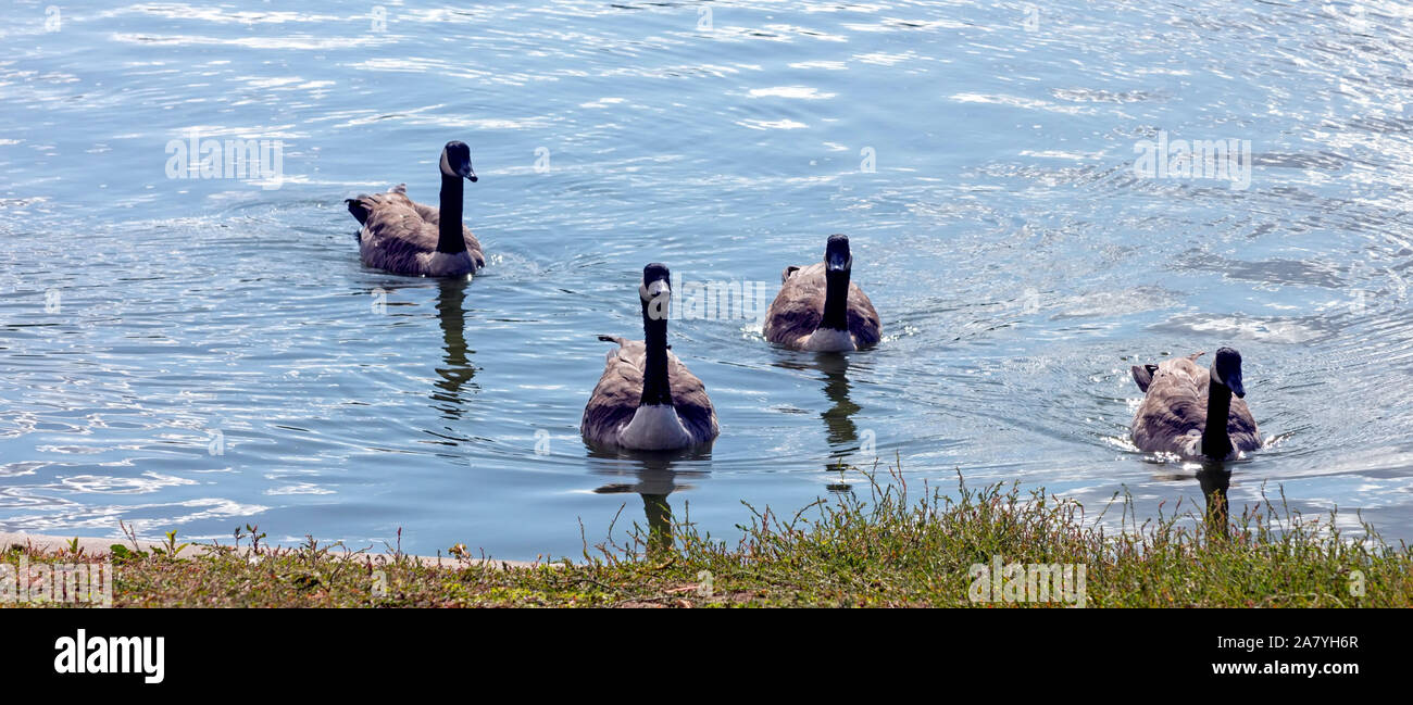 Oies canadiennes de natation dans le lac journée d'automne. Banque D'Images