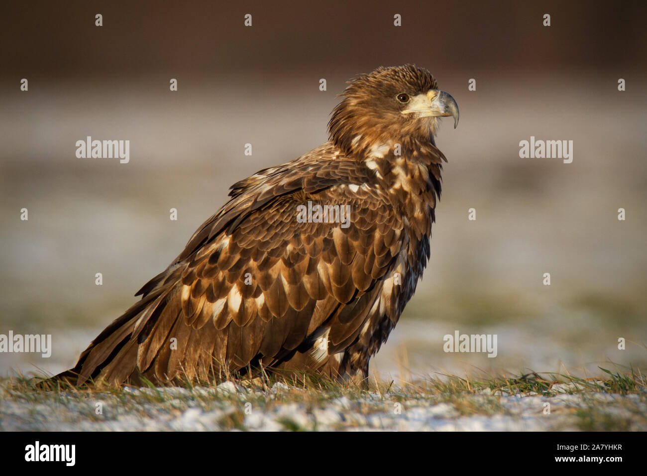 La pygargue à queue blanche (Haliaeetus albicilla), en hiver, assis sur une neige. Banque D'Images