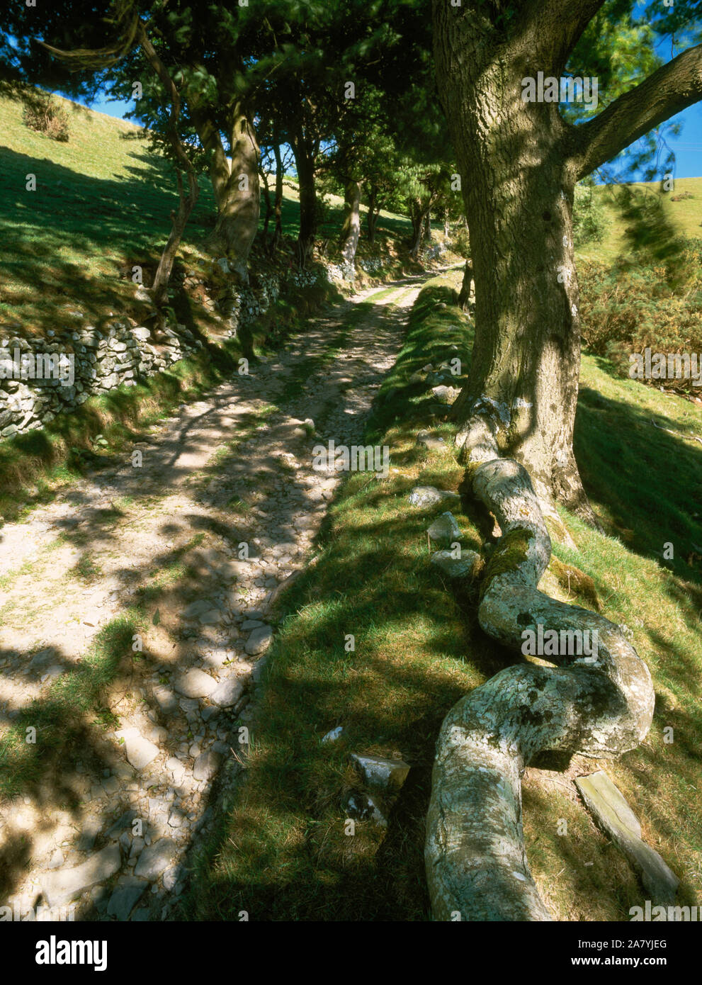 Une vieille ferme, maintenant partie de l'Offa's Dyke Path, menant à ridge de Clwydian Hills. La banque sur l'righr a érodé pour révéler Ash racine d'arbre. Banque D'Images