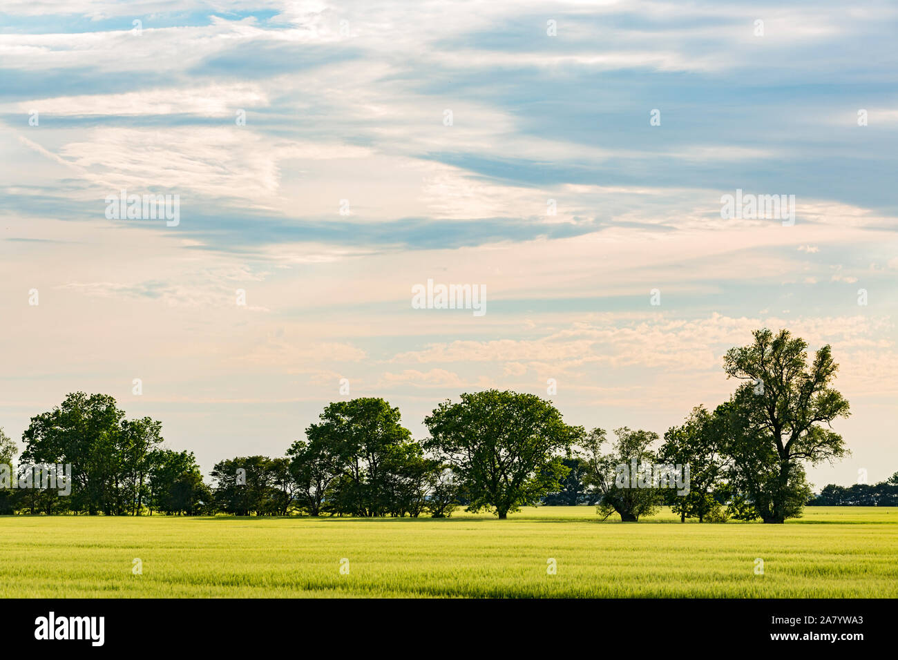 Schaprode, Rügen, Getreidefeld, Bauminsel, Boddenlandschaft Banque D'Images