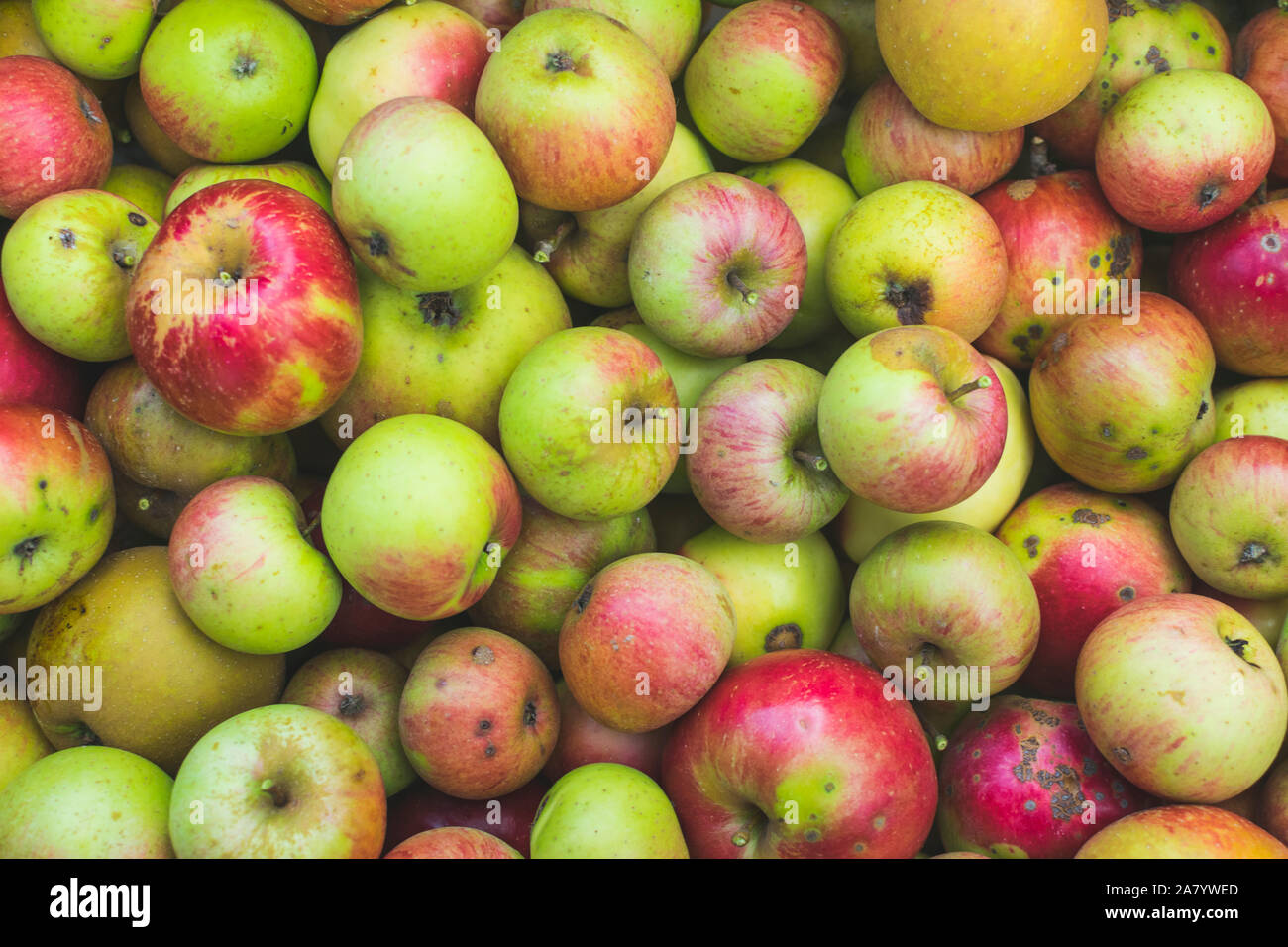 Les pommes fraîchement cueillies et colorés . La photographie plein cadre. Banque D'Images