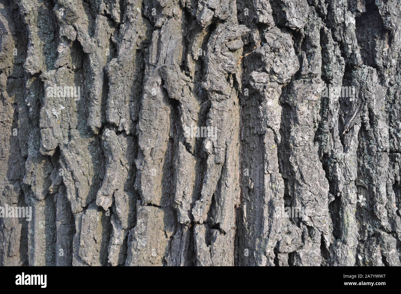 Dimensions de la texture de l'écorce de chêne. La récolte des textures pour les designers. Les matériaux naturels Banque D'Images