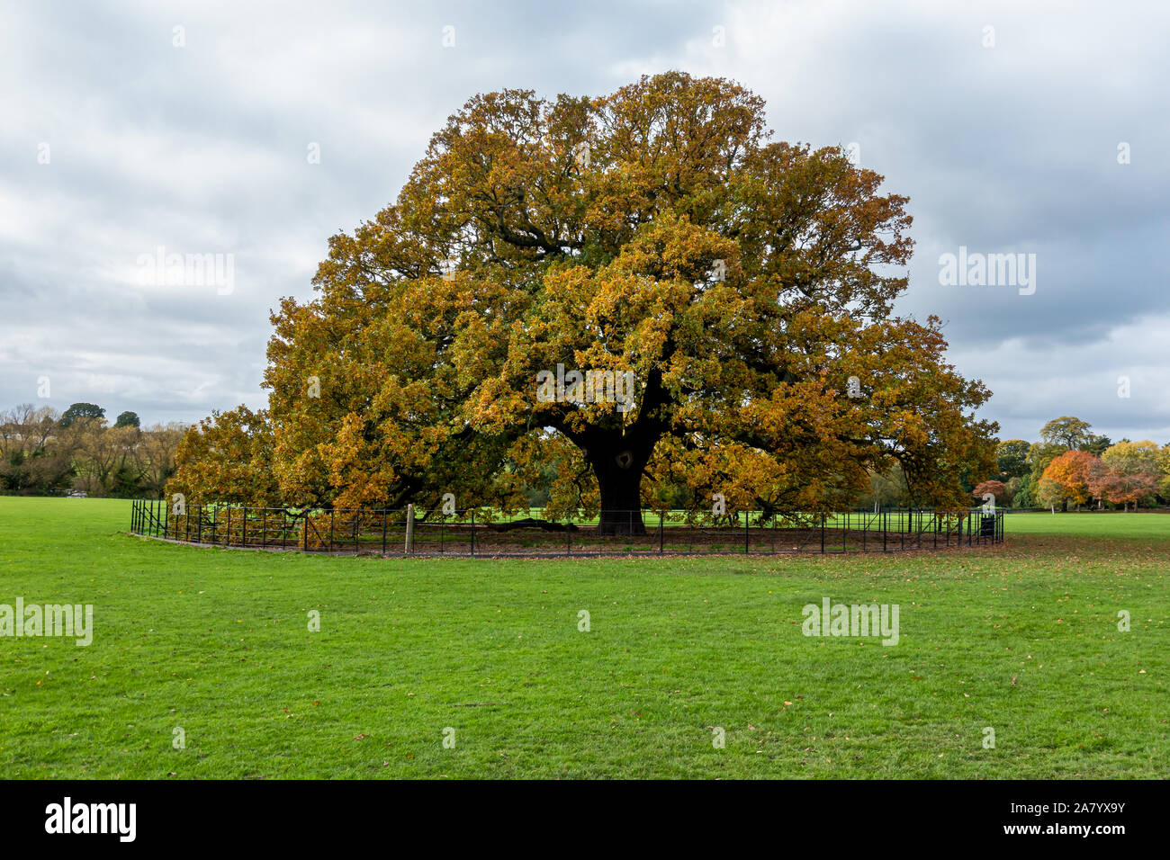 Charter Oak Tree, Danson Park, Bexleyheath, Londres, Angleterre - 3 novembre 2019 : une caractéristique centrale de Danson Park Banque D'Images