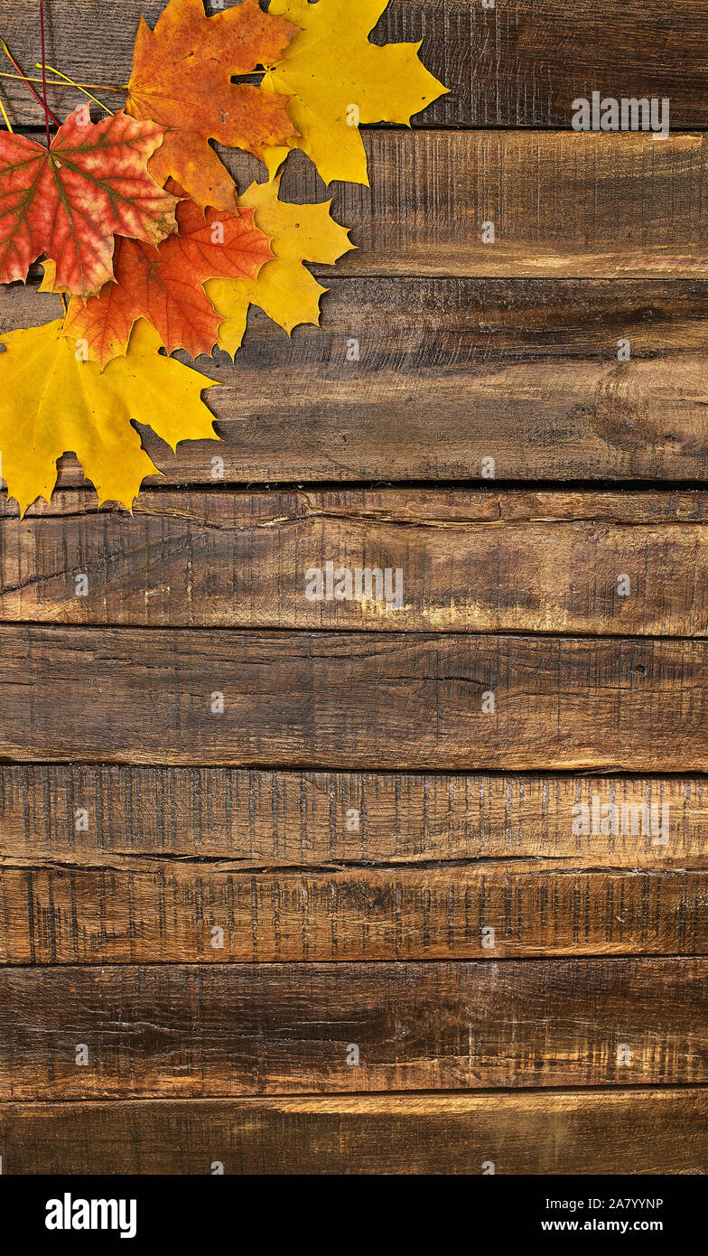 Automne feuilles d'érable sur la table en bois Banque D'Images