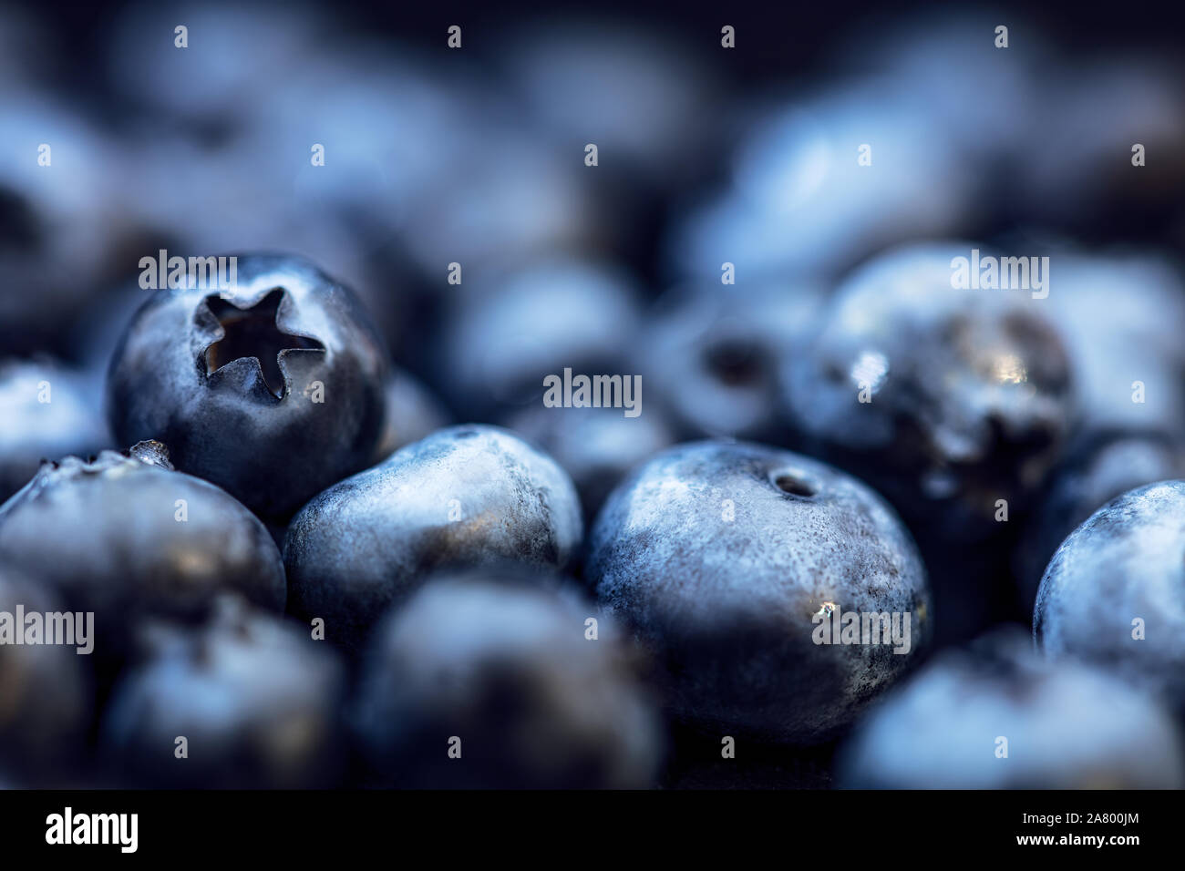 Les bleuets frais, crus d'arrière-plan gros plan de Vaccinium corymbosum Banque D'Images