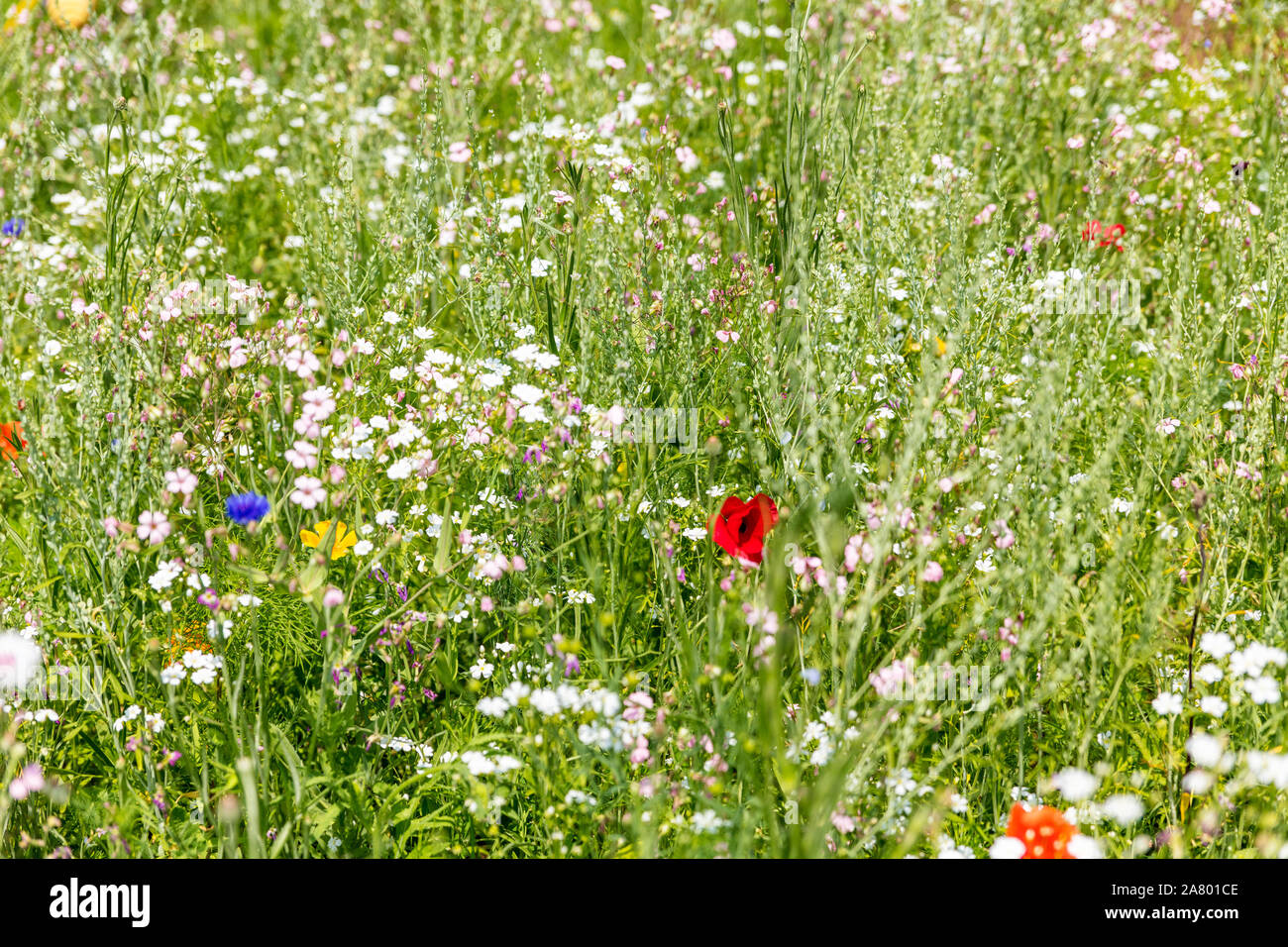 Pré de fleurs sauvages dans son jardin, de plantes et de fleurs pour les insectes, l'habitat naturel Banque D'Images
