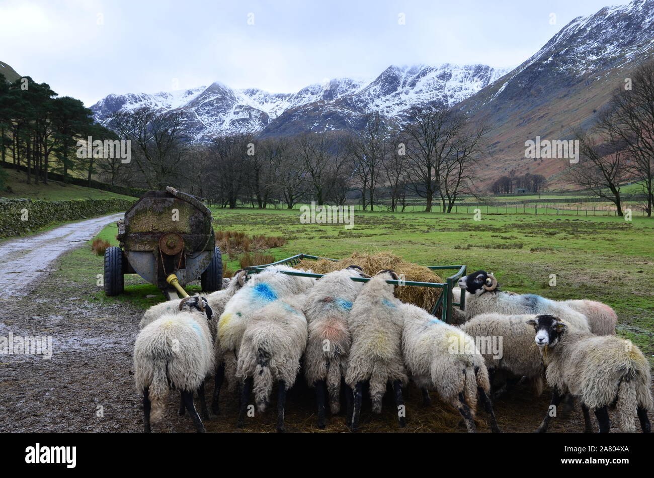 Les moutons mangent le foin en hiver, Grisedale, Cumbria Banque D'Images