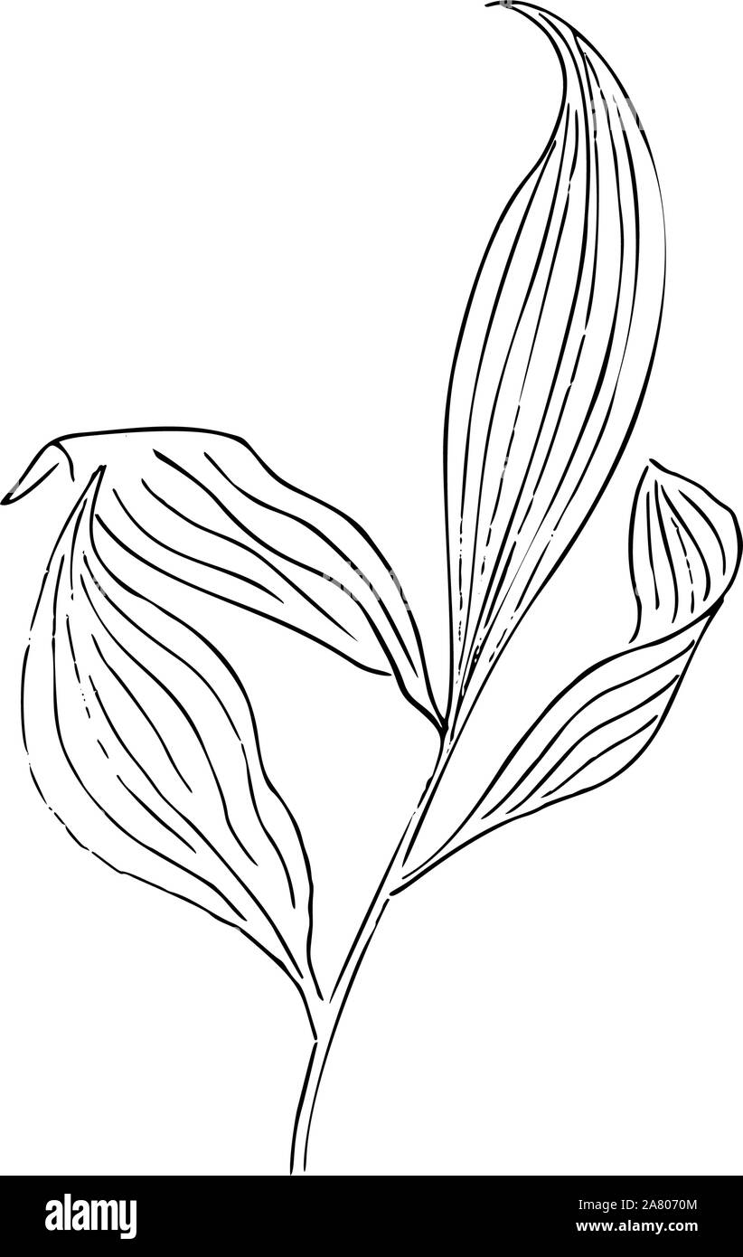 Fleurs séchées, de l'herbe sèche sur un fond blanc, illustration, gravure à la main de style minimaliste. Illustration de Vecteur