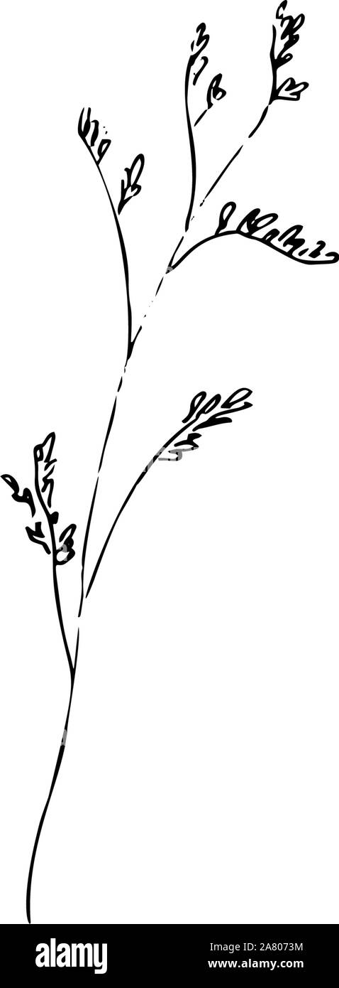 Fleurs séchées, de l'herbe sèche sur un fond blanc, hypericum, tutsan illustration gravure à la main, Illustration de Vecteur