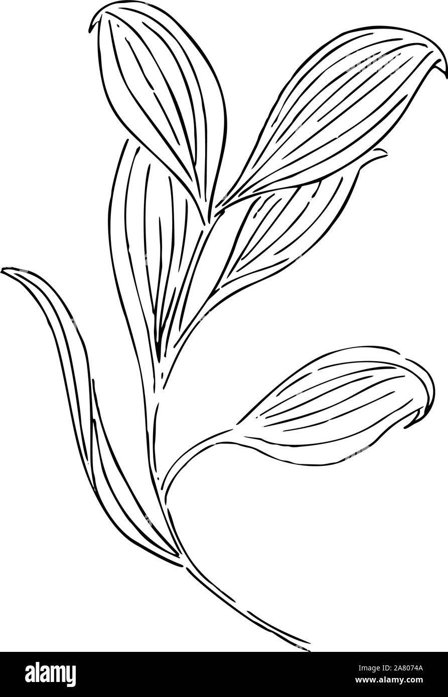 Fleurs séchées, de l'herbe sèche sur un fond blanc, décoration, hypericum tutsan Illustration de Vecteur