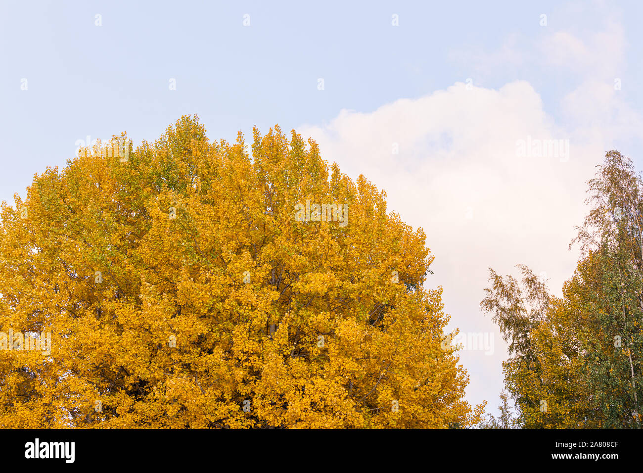 Tremble feuillage en automne couleurs éclatantes Banque D'Images