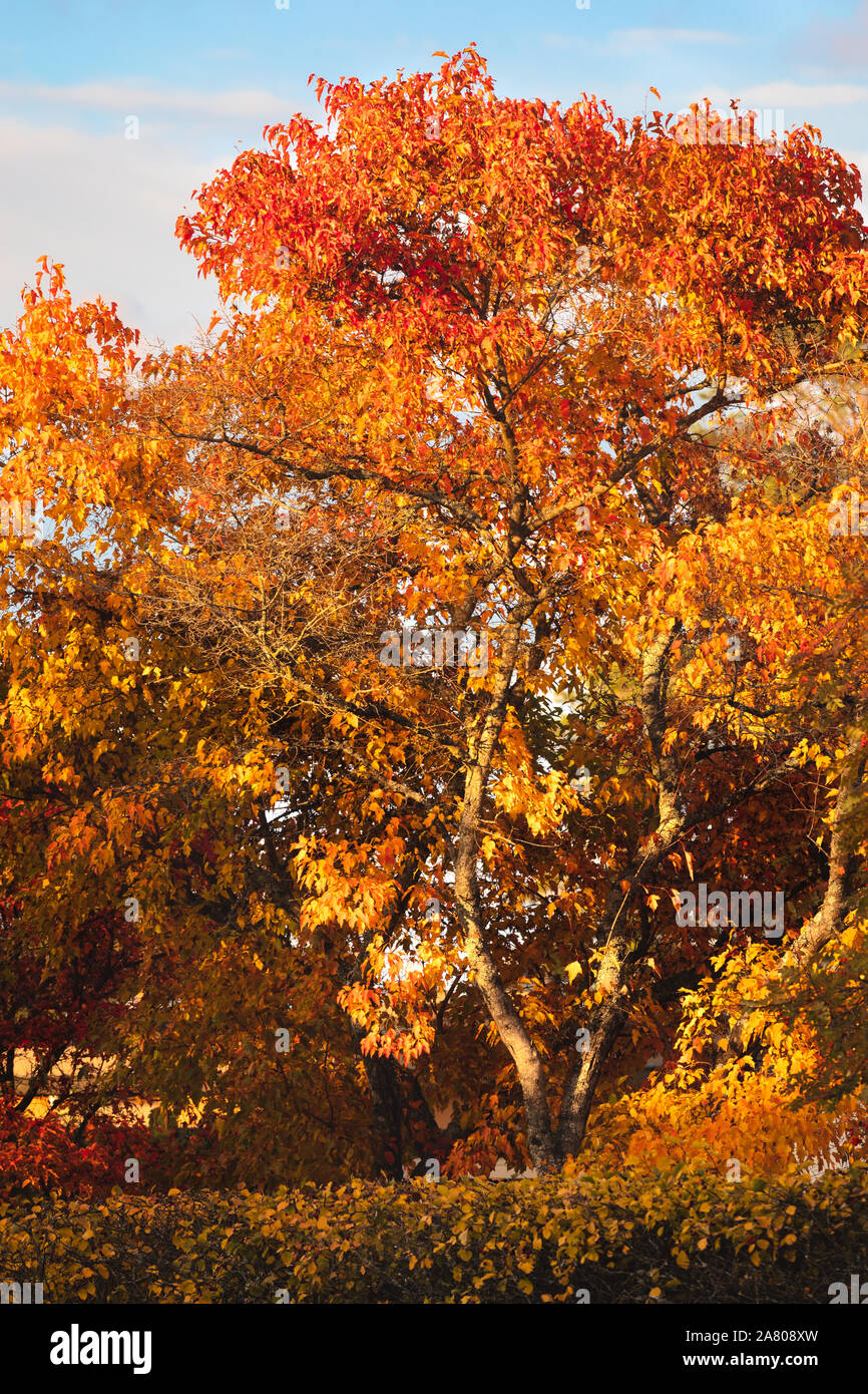 Petit arbre au feuillage automne couleurs éclatantes Banque D'Images