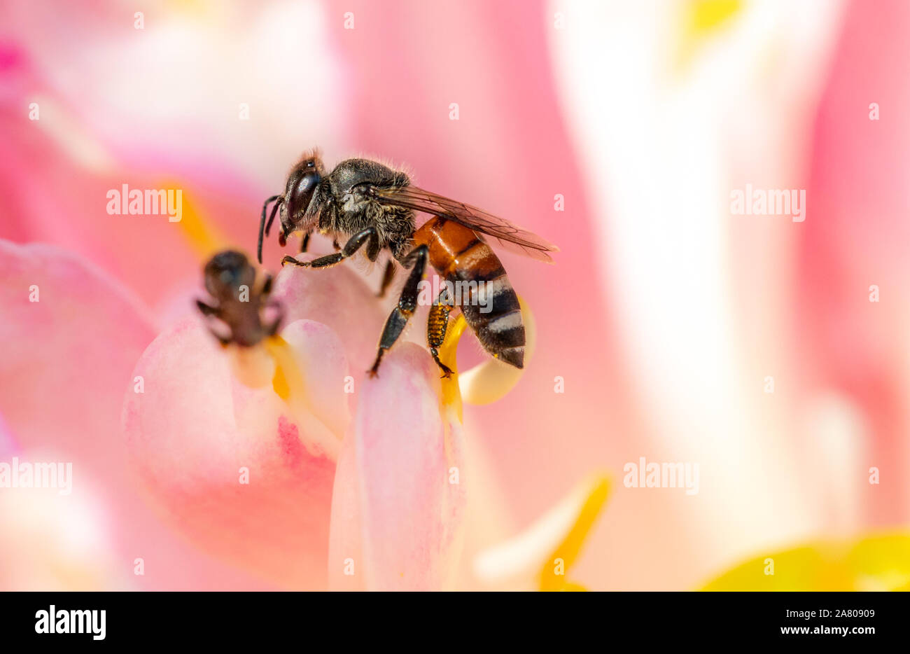 Bee macro sur le pollen de fleur rose. Banque D'Images