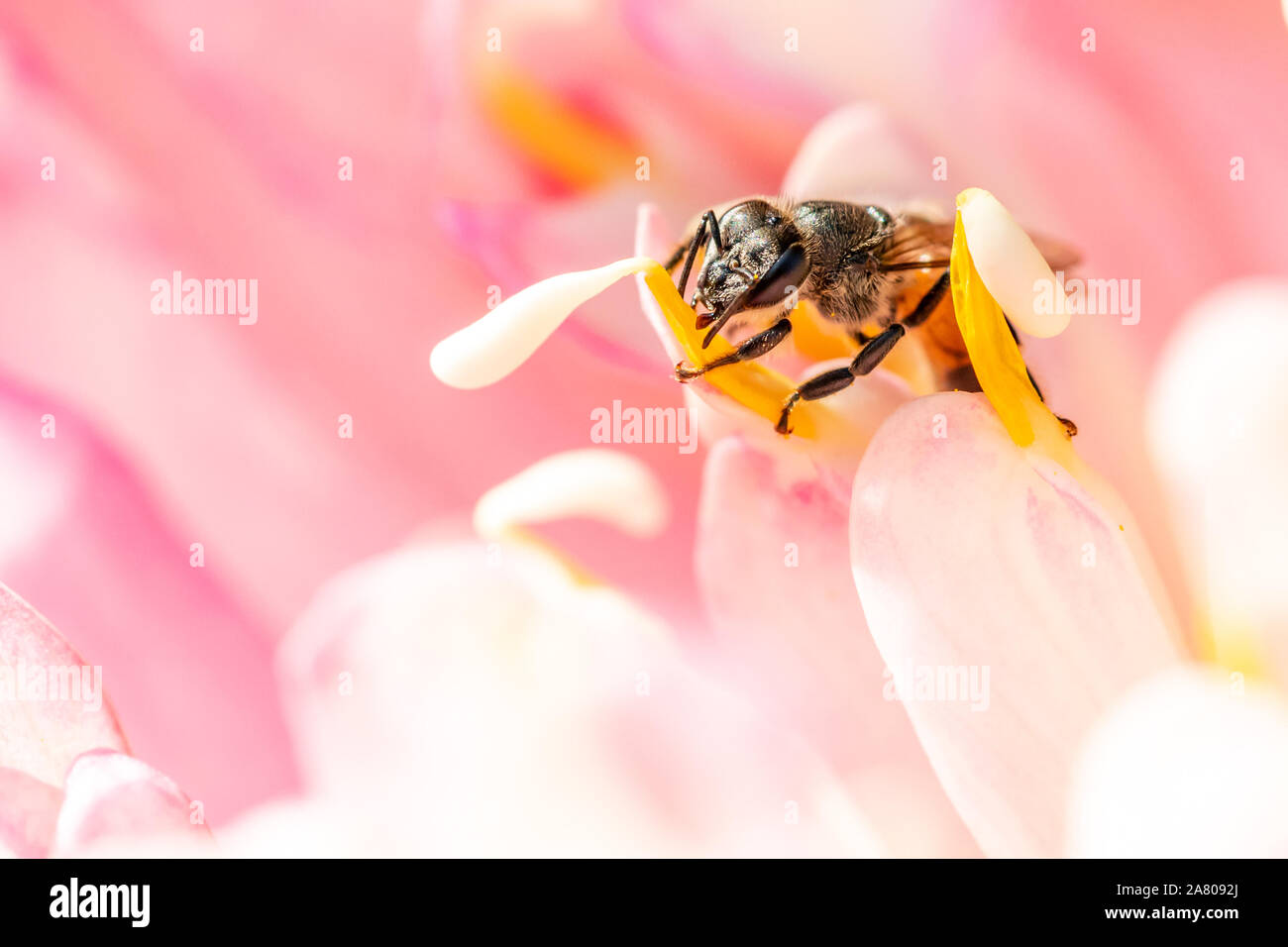 Manger sur le pollen d'abeilles macro de lotus rose. Banque D'Images