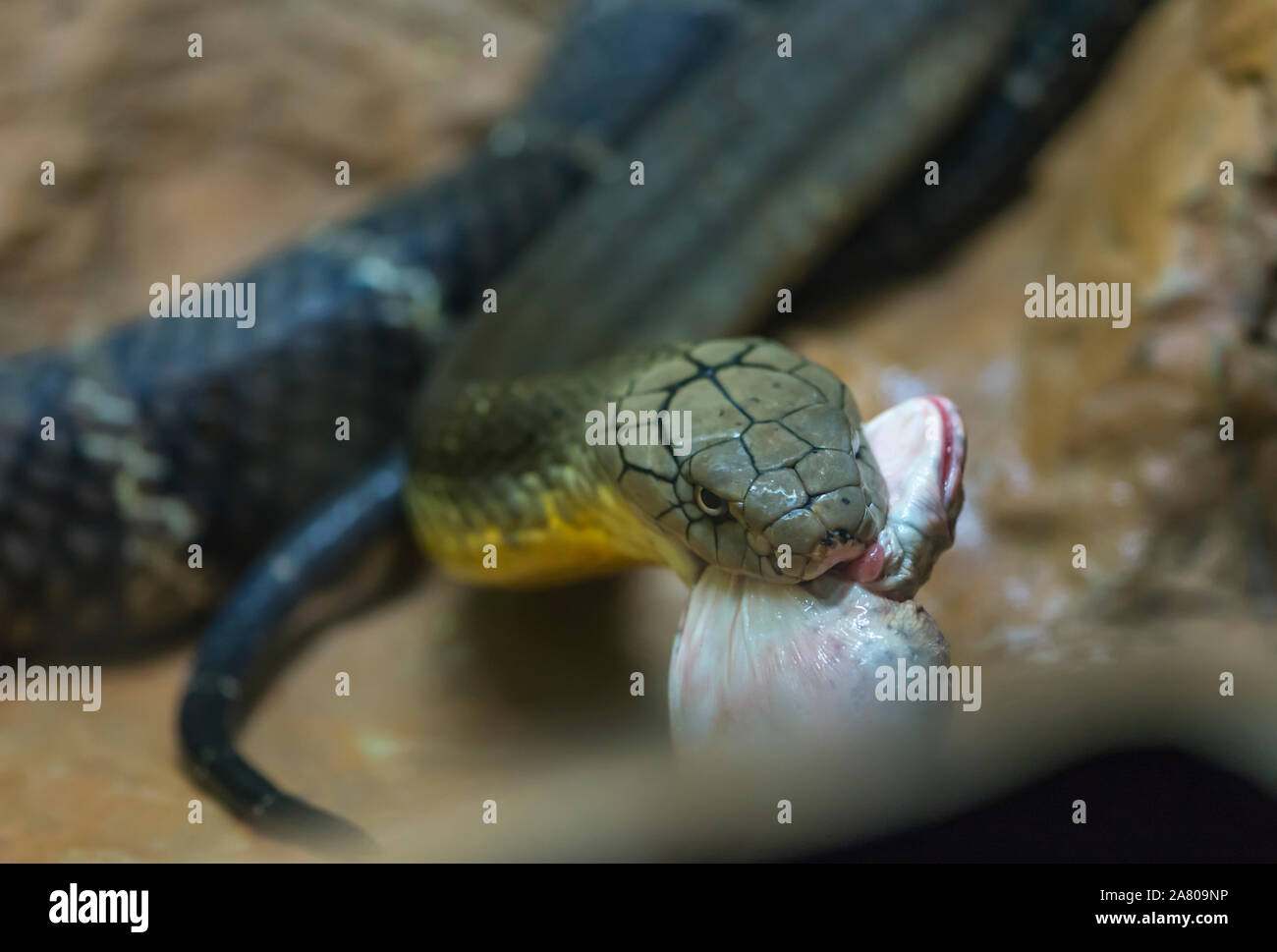 Le roi Crobra manger des proies ou big frog. Certains se concentrent sur la tête du serpent. Close up face du roi Crobra. Banque D'Images