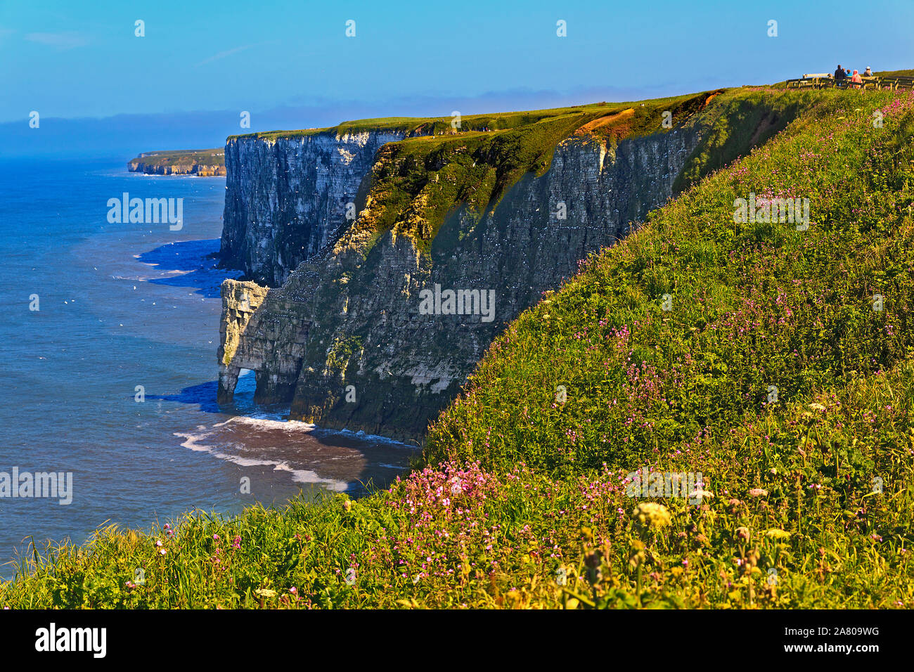 Colonie d'oiseaux de mer nichant sur les falaises de craie à Bempton Cliffs sur le Yorkshire Coast Banque D'Images