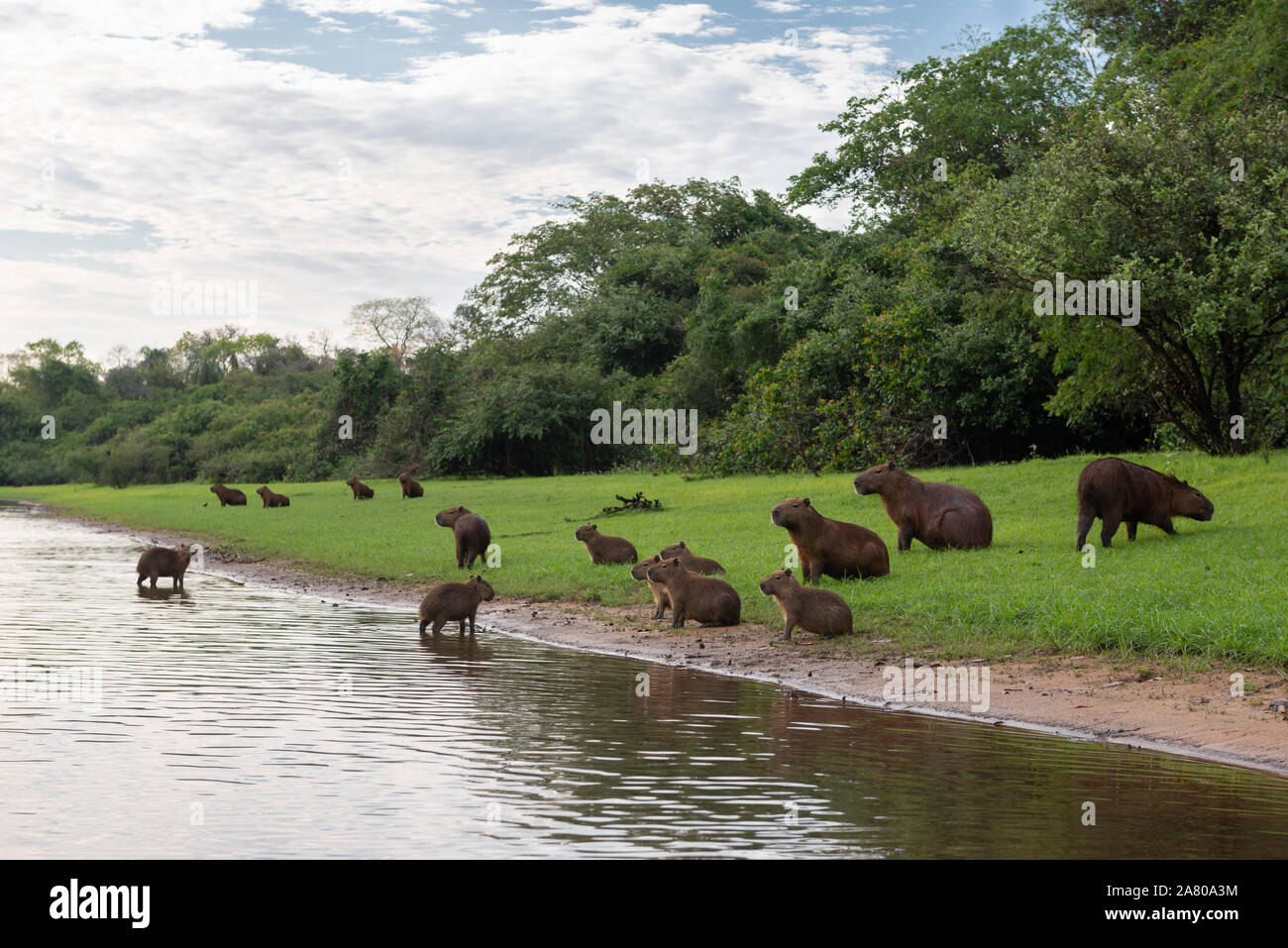 Un groupe familial de capybaras dans Sud Pantanal Banque D'Images