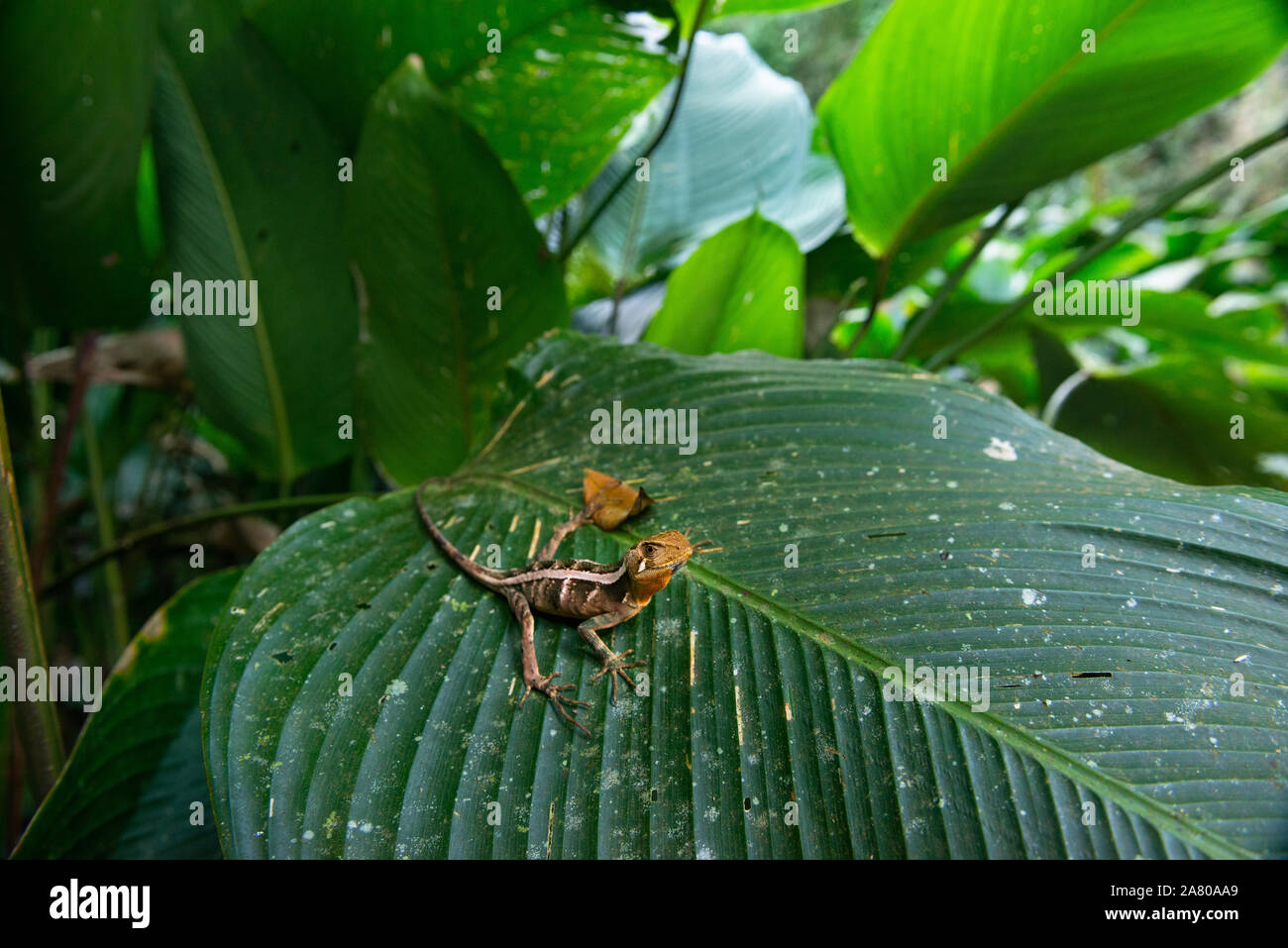 Un Iherings Anole (Enyalius iheringii Tête-DE) de la forêt tropicale atlantique du Brésil SE Banque D'Images