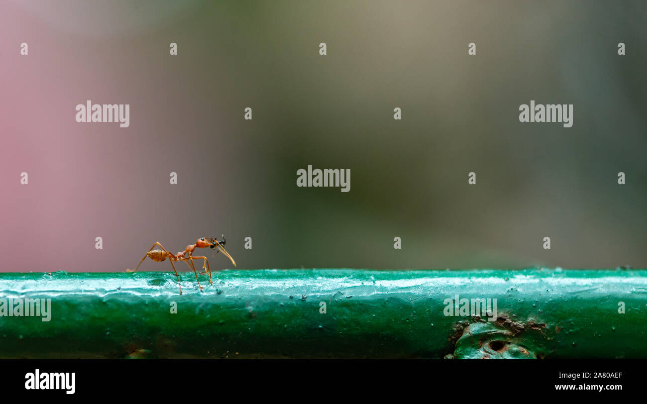 Close up big red ant tuer la plus petite fourmi noire et de l'apporter à manger. Ant est la marche sur une clôture. L'espace pour le texte. Banque D'Images