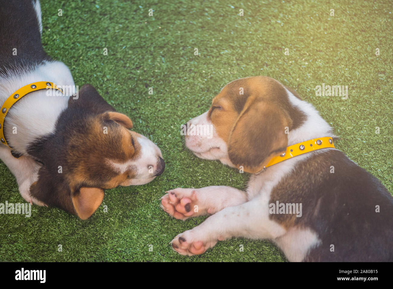 Mignon chiot beagle ou couchage couchage chien beagle chiot deux Banque D'Images