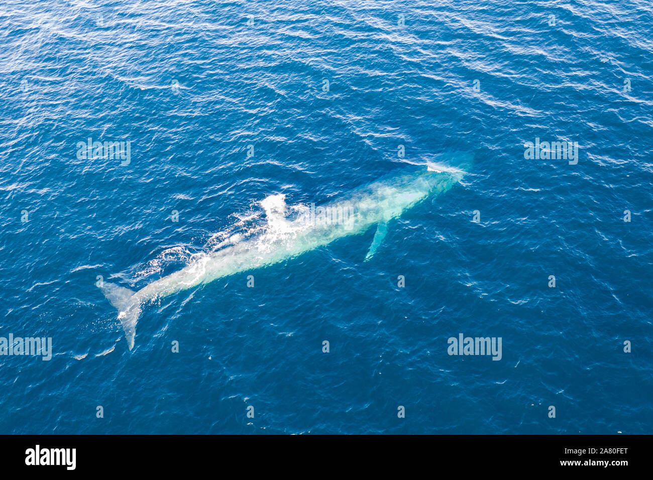 Un pygmée rorqual bleu, Balaenoptera musculus brevicauda, remonte à la surface pour respirer dans la mer de Banda. Cette sous-espèce n'atteint plus de 23 mètres. Banque D'Images