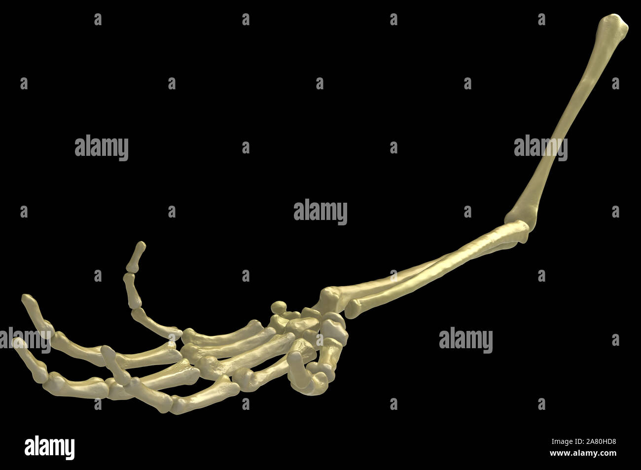 Les os du bras de squelette, la capture de poser, 3d illustration, horizontal, sur fond noir, isolé Banque D'Images
