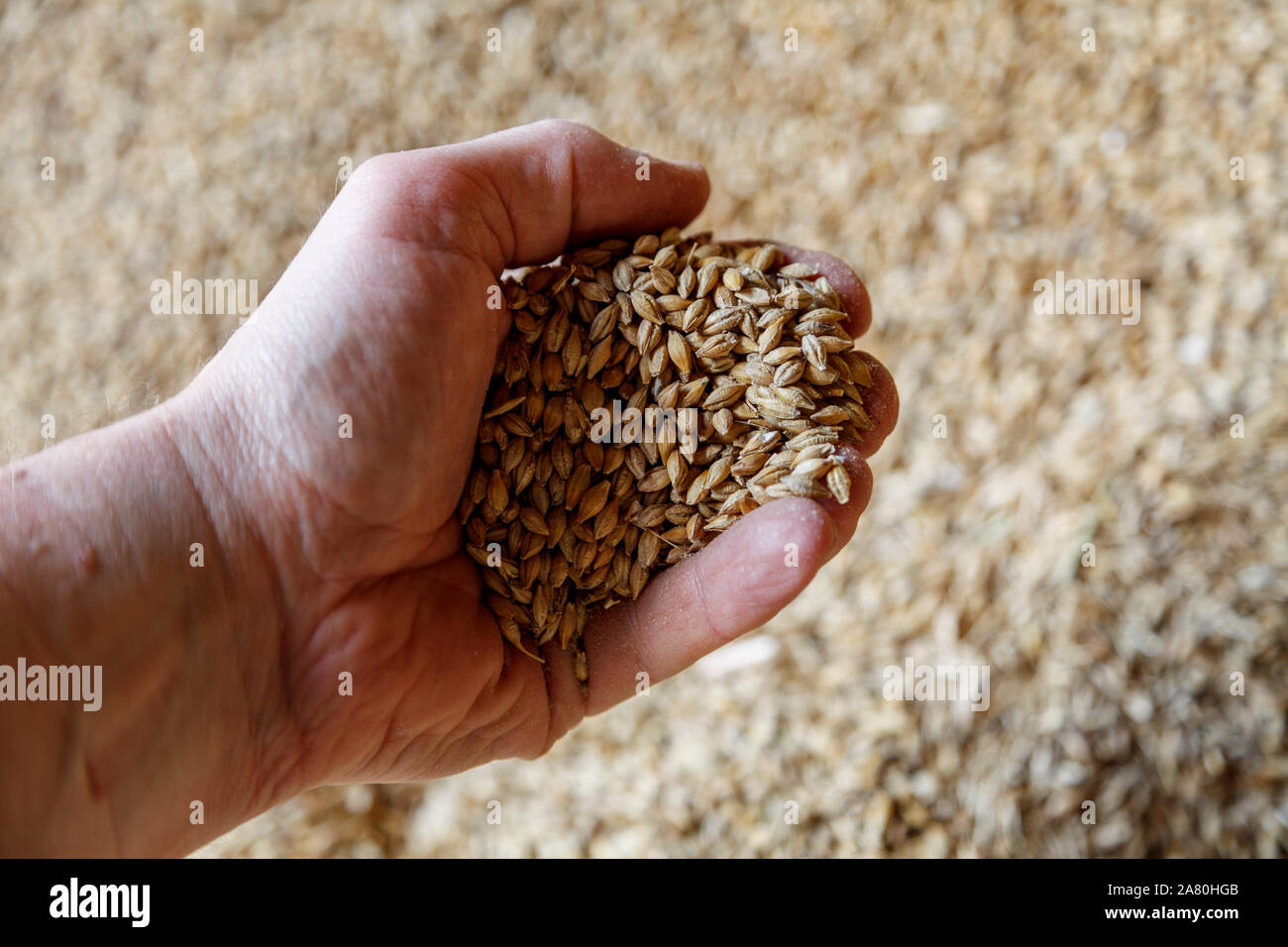 La main gauche tenant une poignée de grains entiers dans un contexte de golden grain Banque D'Images