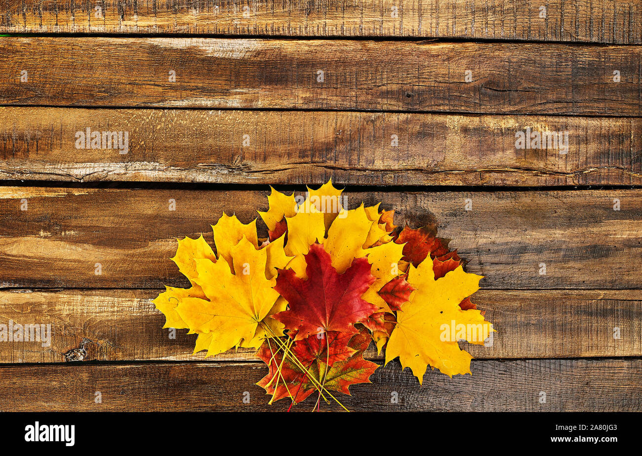 Bouquet d'automne feuilles d'érable de la structure horizontale Banque D'Images