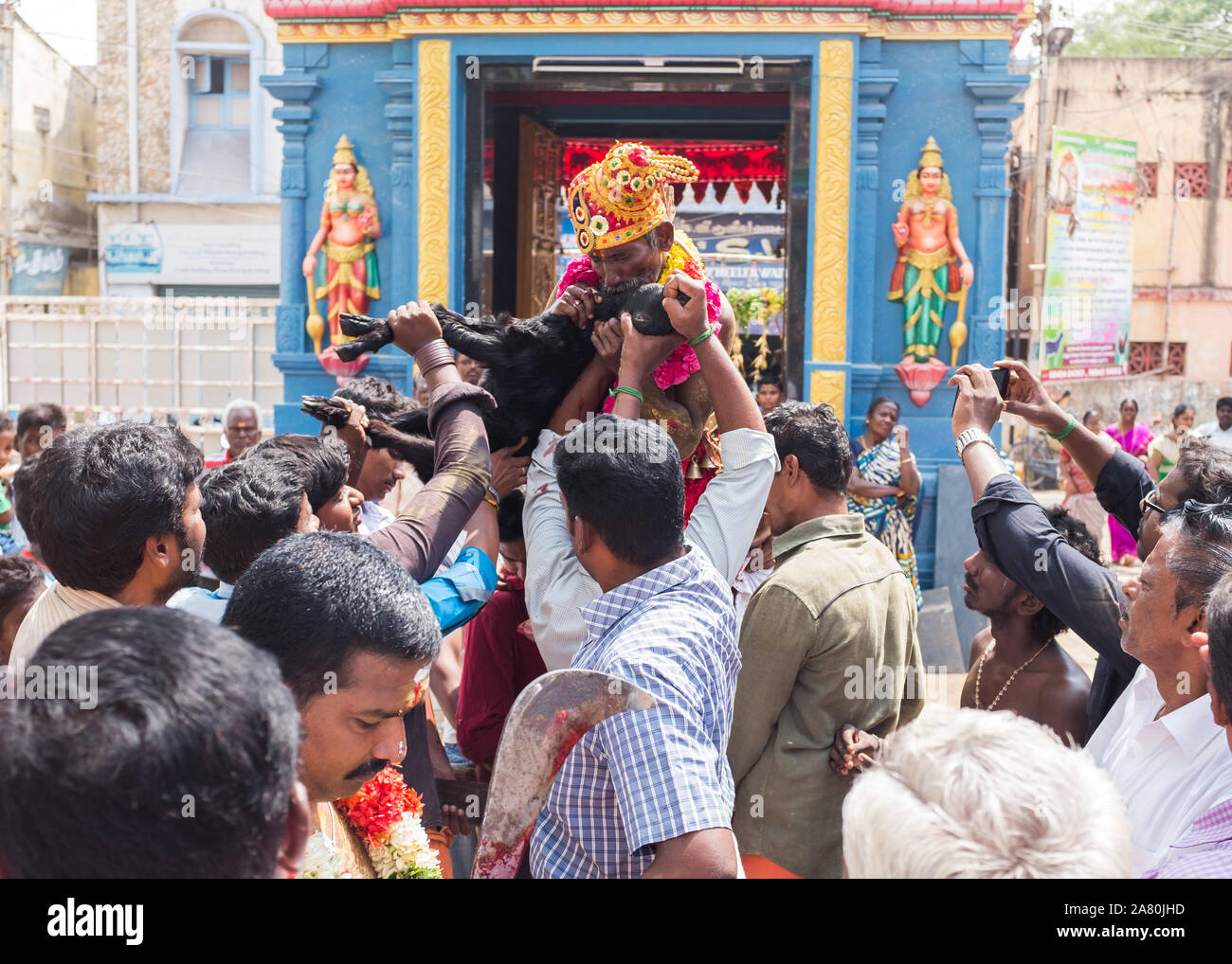 Prêtre le épaules de dévots mord la gorge de chevreau à boire le sang au cours d'Kudithal Kutti Festival à Trichy, Tamil Nadu, Inde Banque D'Images