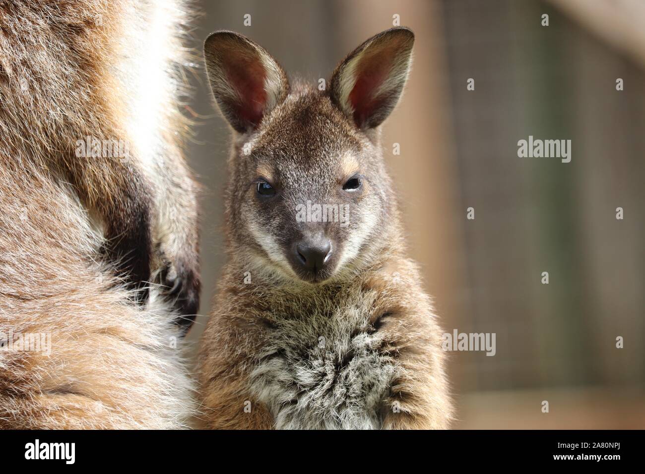 Wallaby Bennetts bébé Joey (Macropus rufogriseus) Banque D'Images