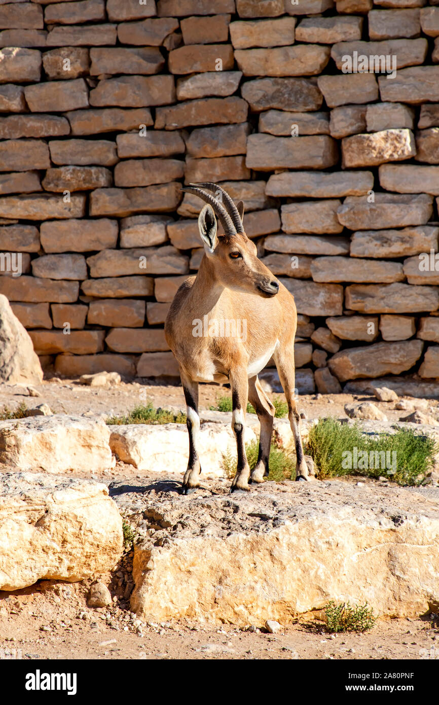 Chèvres nubiennes contre un mur de pierre en cratère de Ramon. Israël Banque D'Images