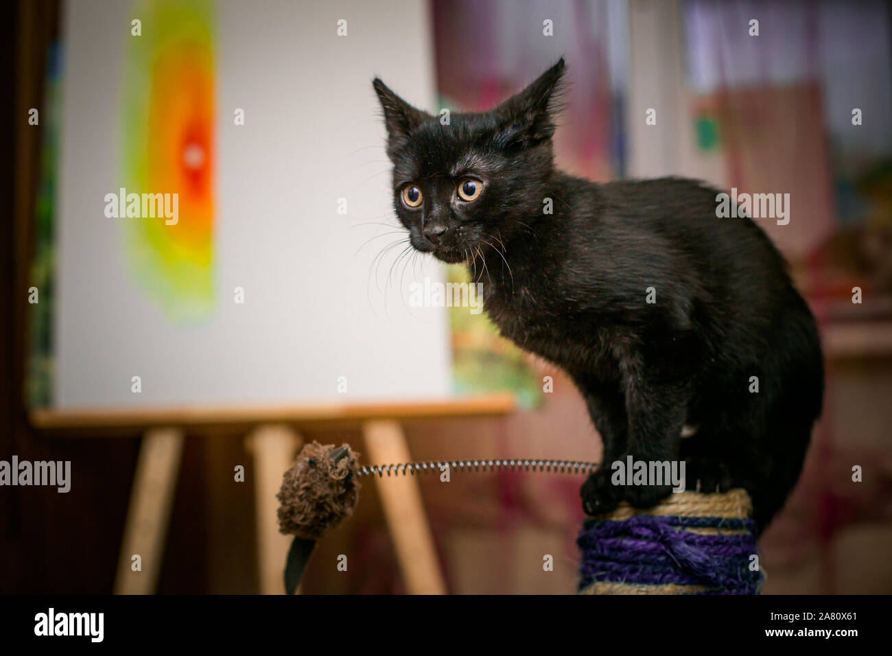 Chaton Noir 3 Mois Assis Sur Clawfish Chat Tigre S Assoit A Cote De Claw Stick En Arriere Plan Des Prix Photo Stock Alamy