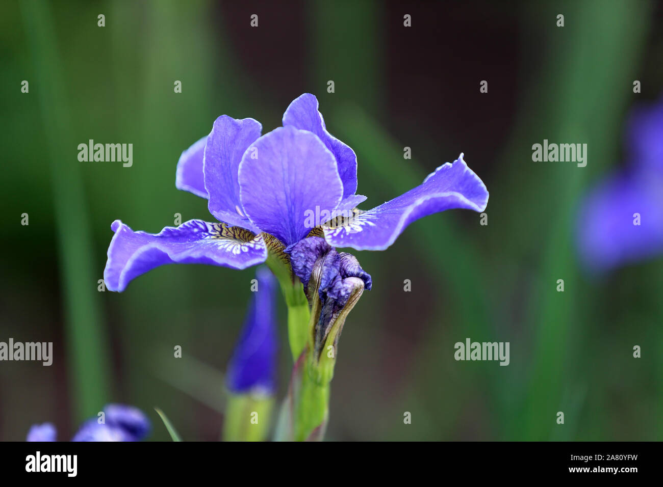 Fleur ouverte chef de blue Iris sibirica Banque D'Images