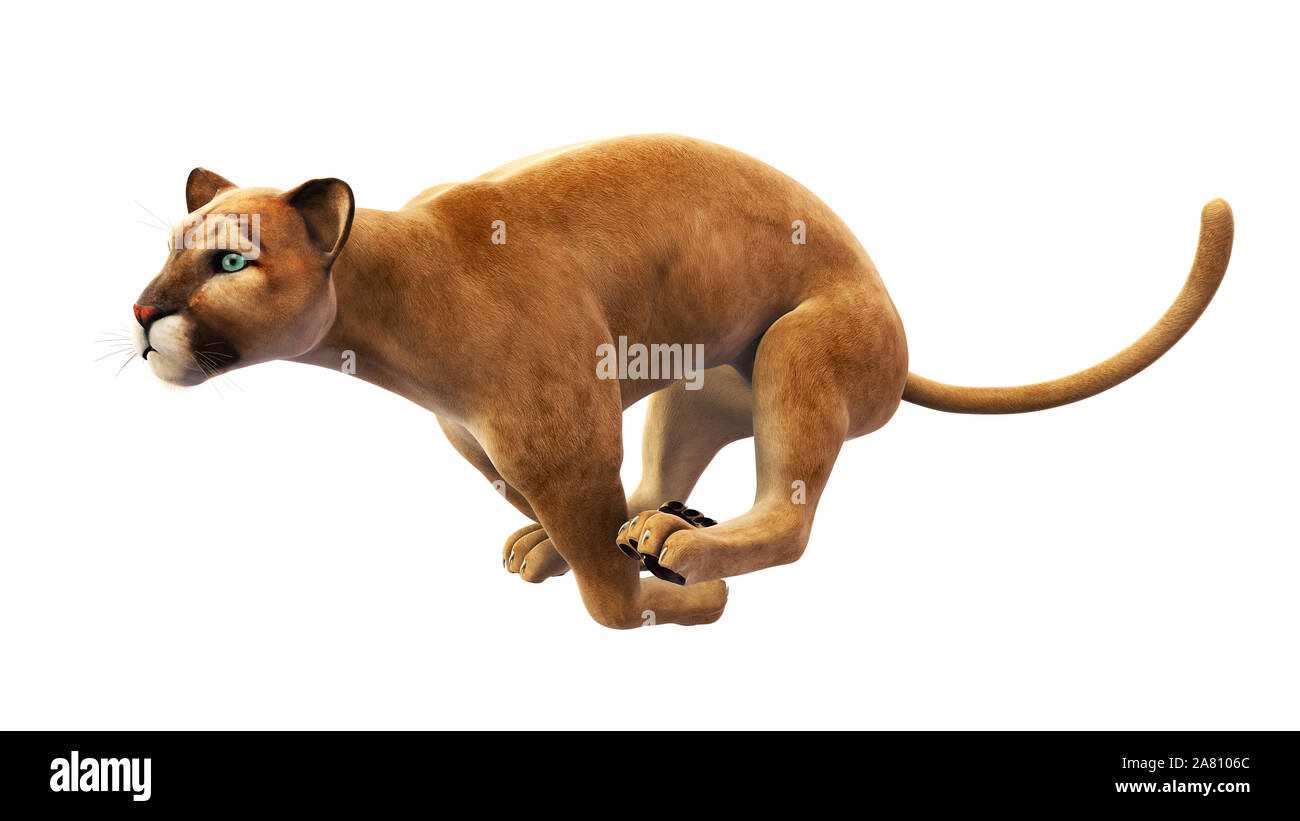 Puma, mountain lion sprint, animal sauvage isolé sur fond blanc Photo Stock  - Alamy