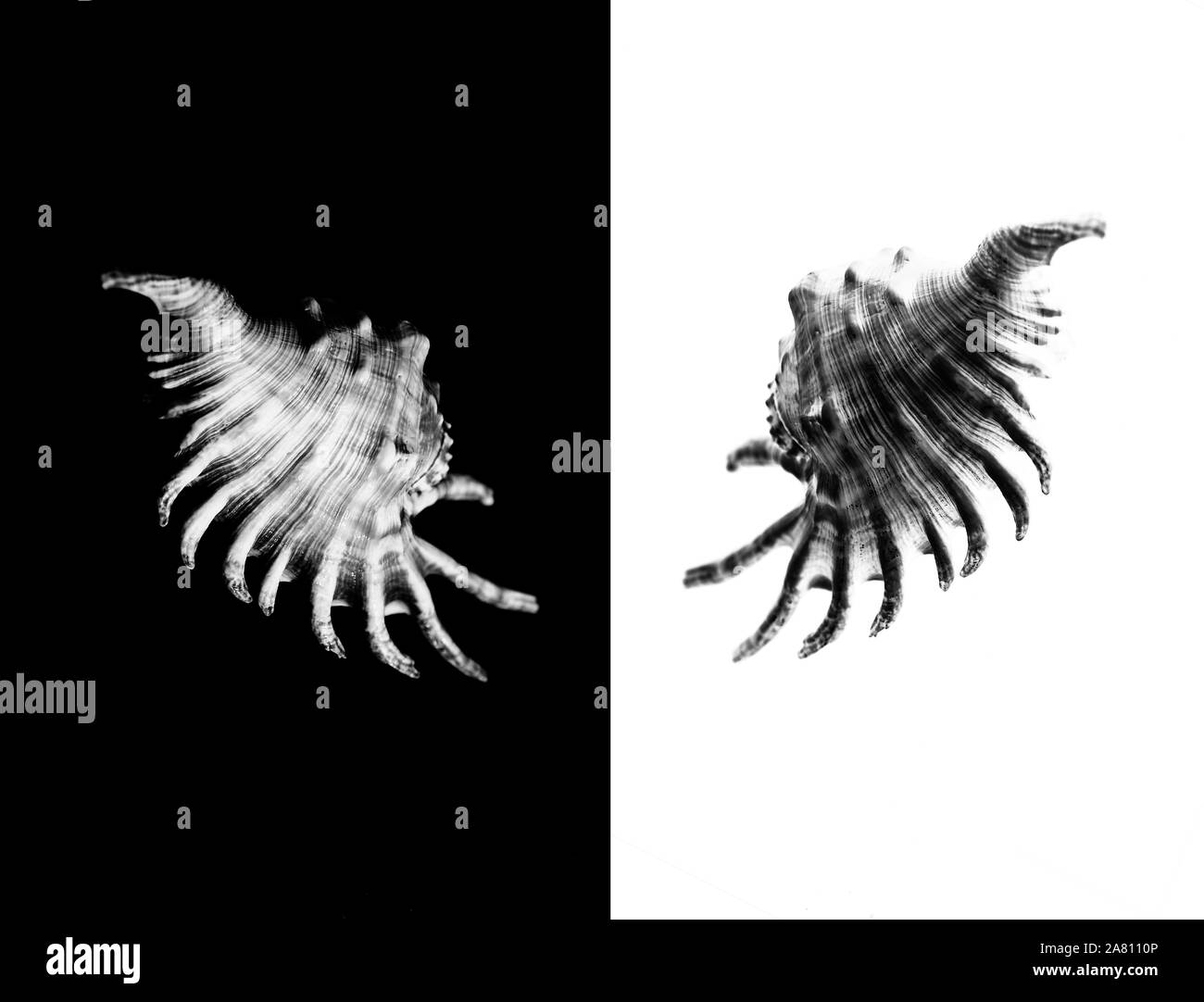 Le noir et blanc l'un mambeda lambis shell sur un fond blanc , coquille de conque spider, également connu sous le nom de Lambis lambis, sur le fond blanc. Ce Banque D'Images